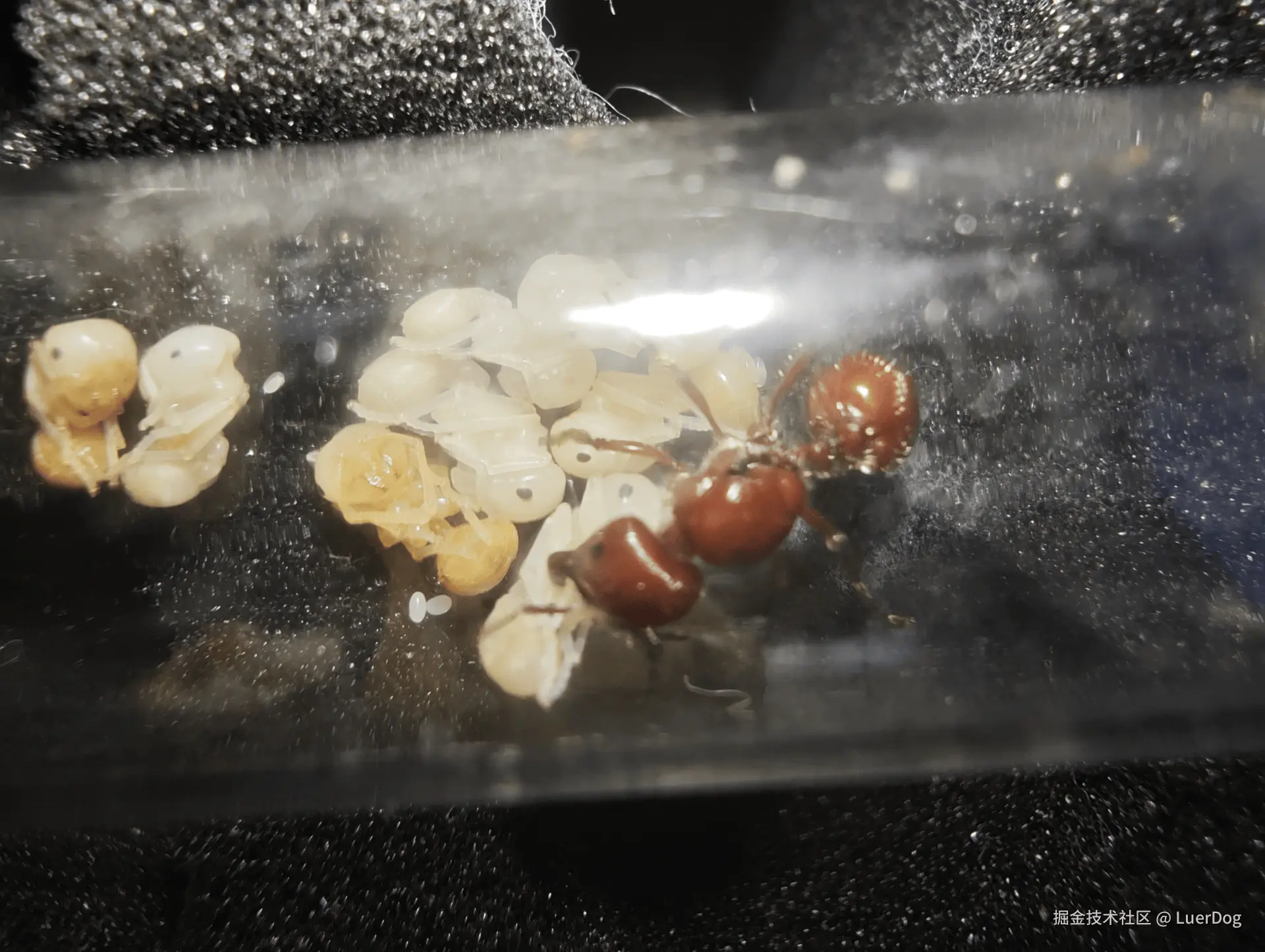 LuerDog于2025-06-23 17:27发布的图片