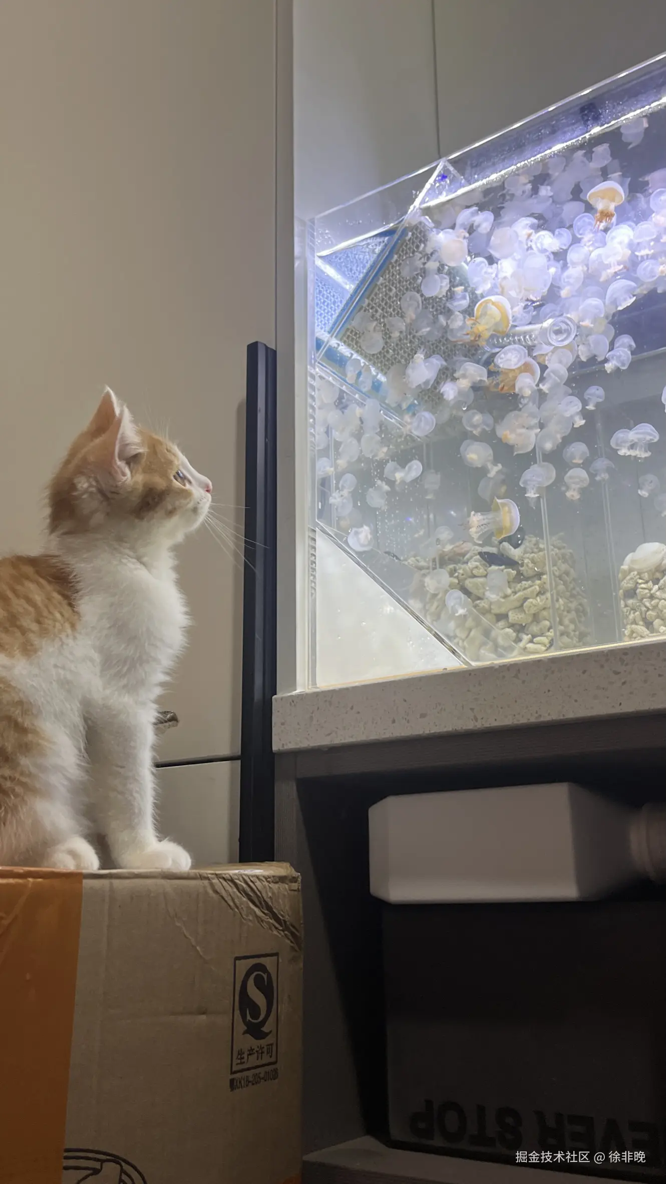 徐非晚于2024-08-16 12:35发布的图片