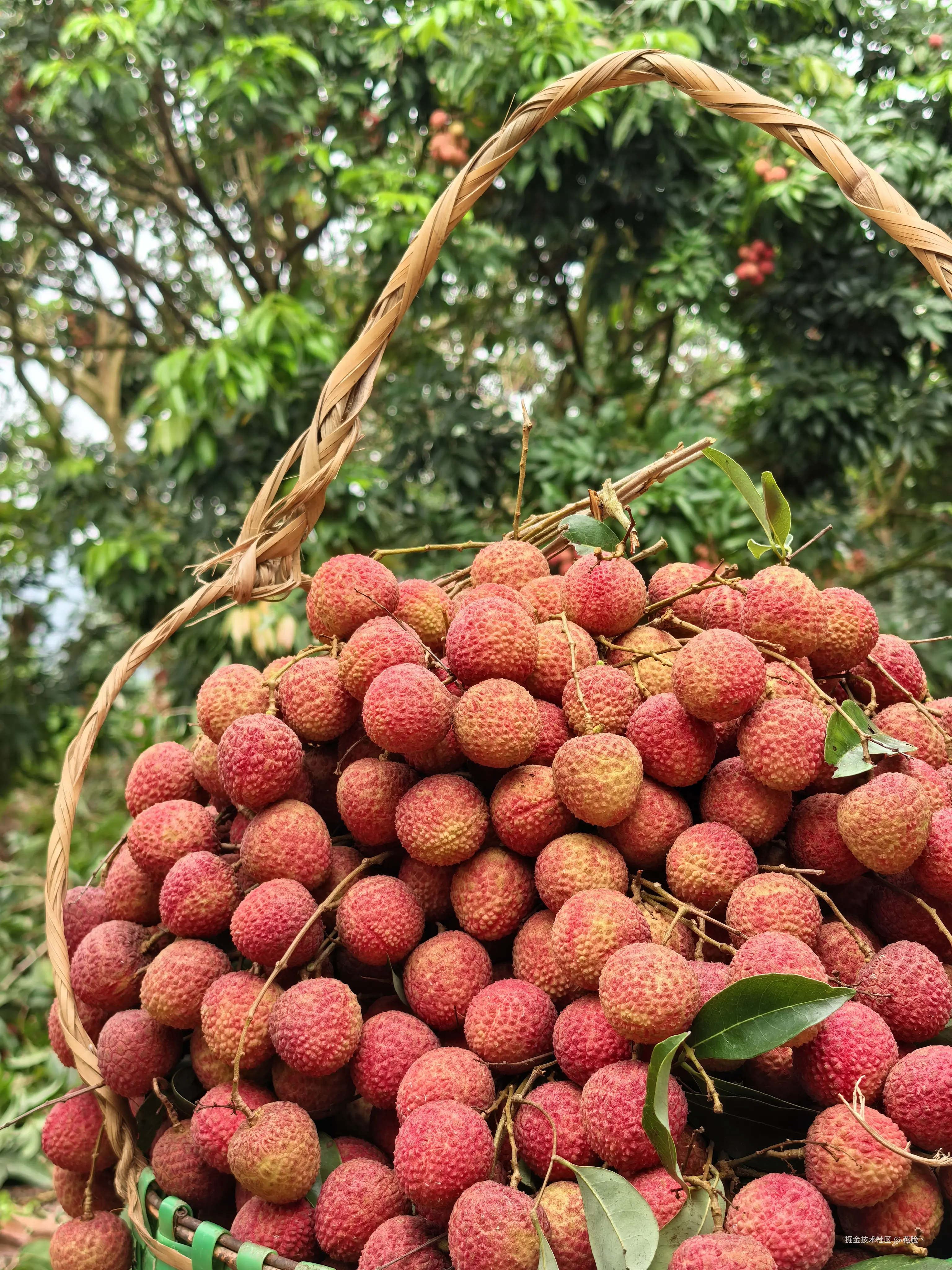 花脸丶于2025-06-05 08:27发布的图片