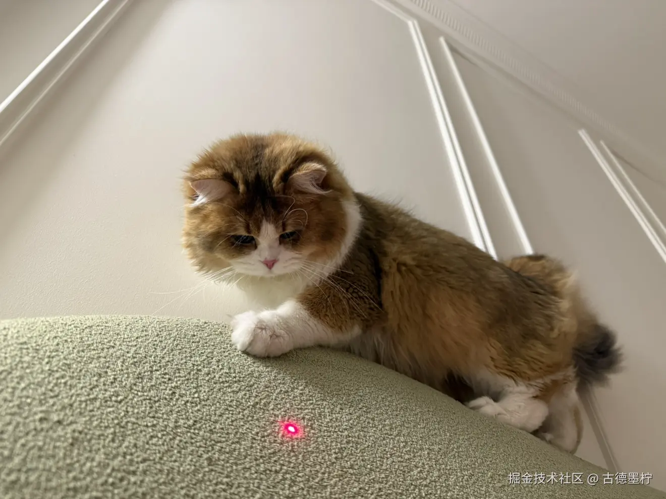 古德墨柠于2025-06-07 14:29发布的图片