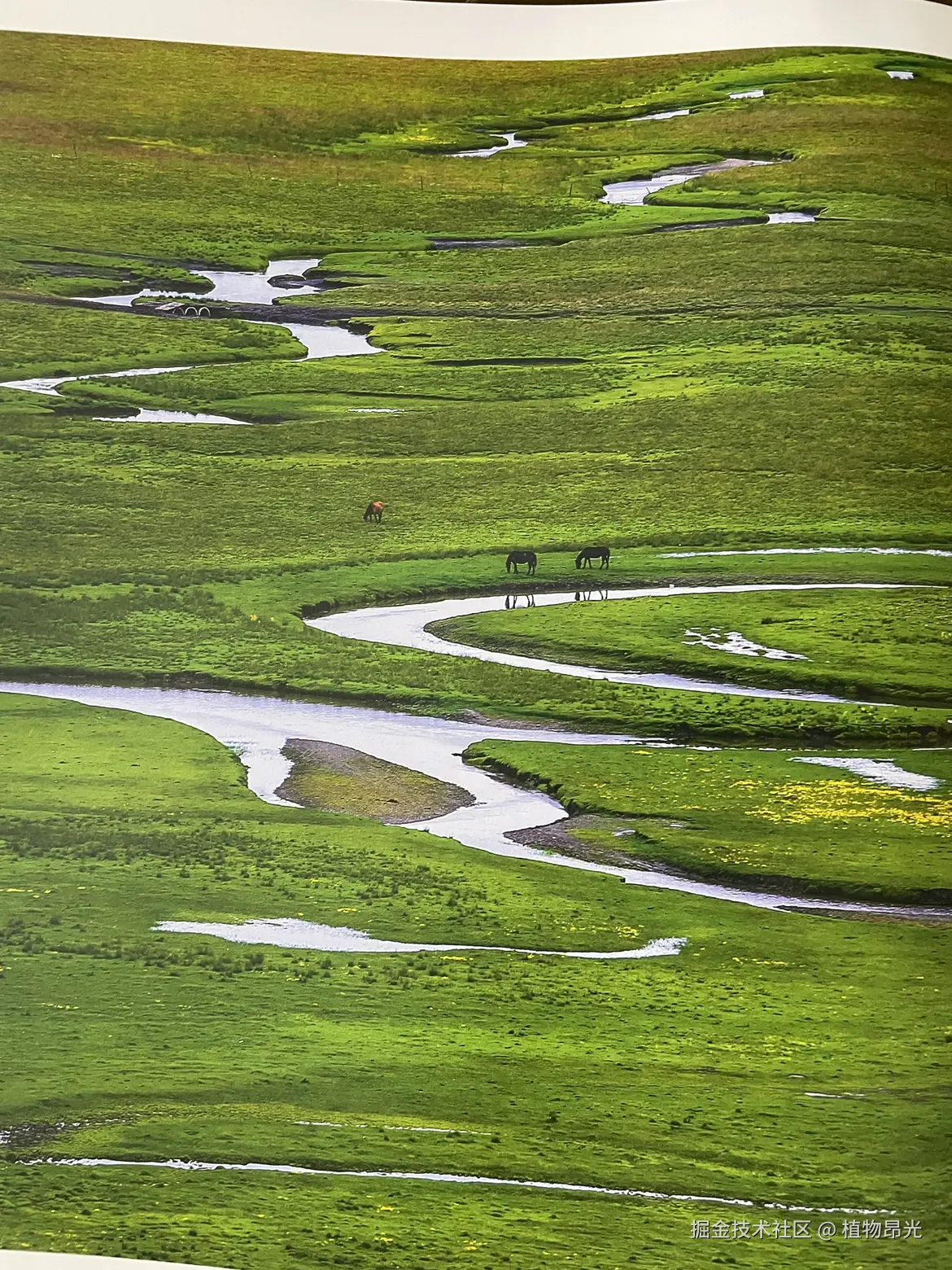 植物昂光于2026-03-26 20:35发布的图片