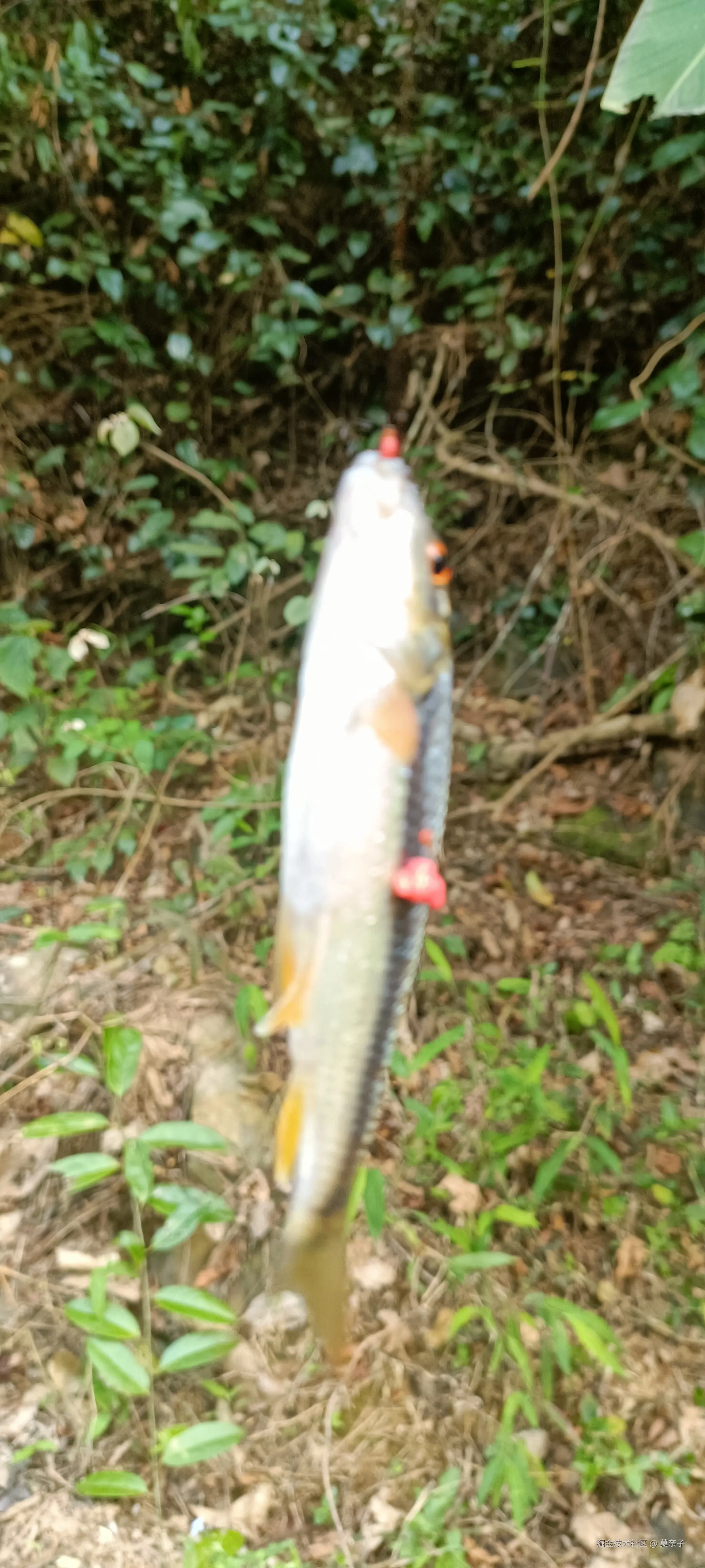 莫奈子于2025-03-27 18:39发布的图片