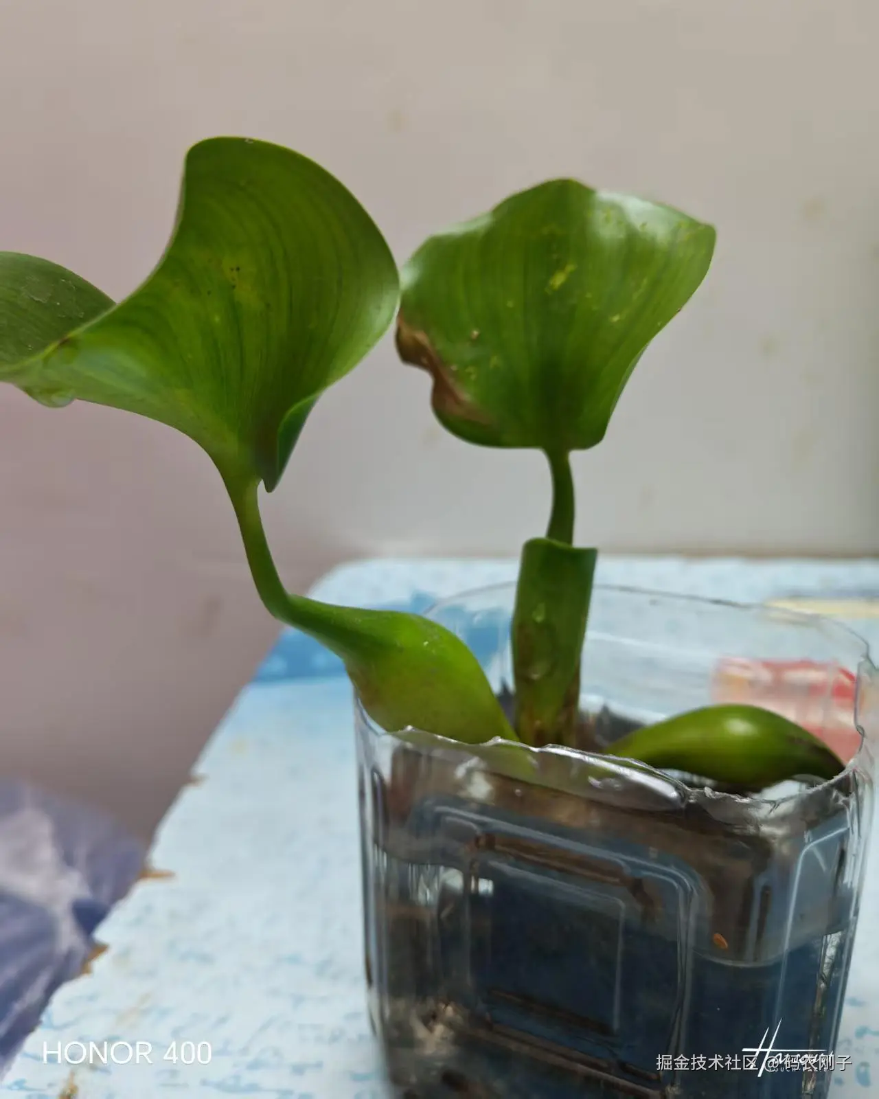 码农刚子于2026-04-19 22:28发布的图片