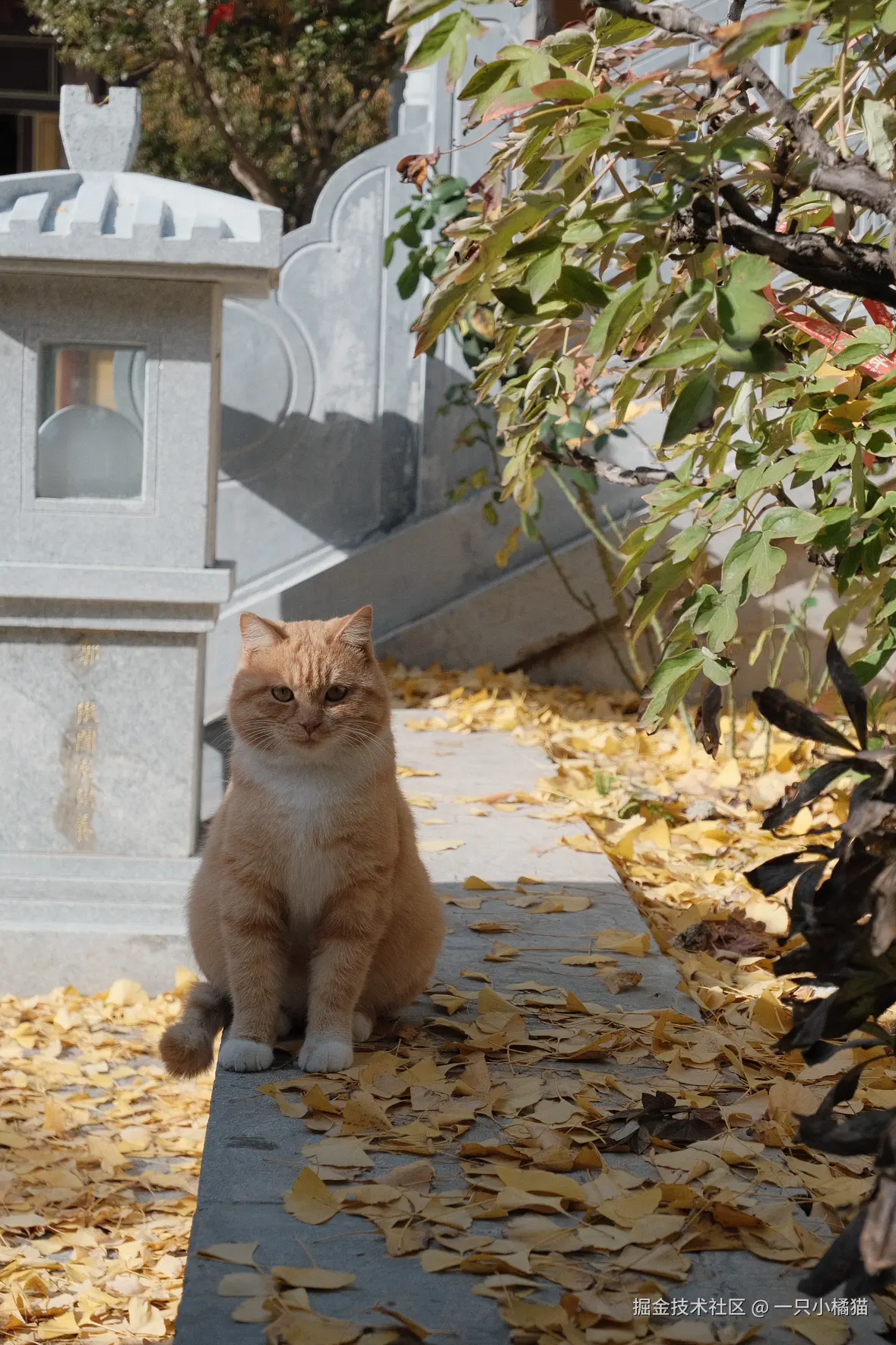 一只小橘猫于2024-11-17 08:56发布的图片