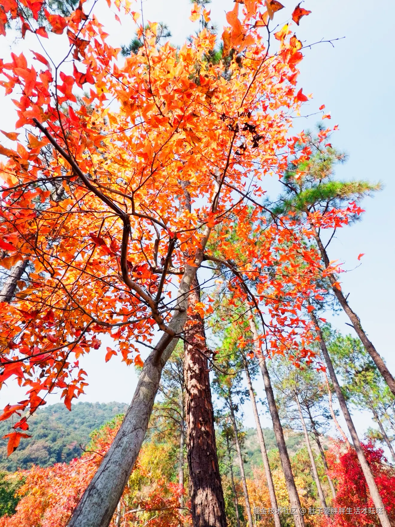 肚子要胖胖生活才旺旺于2025-11-16 00:20发布的图片