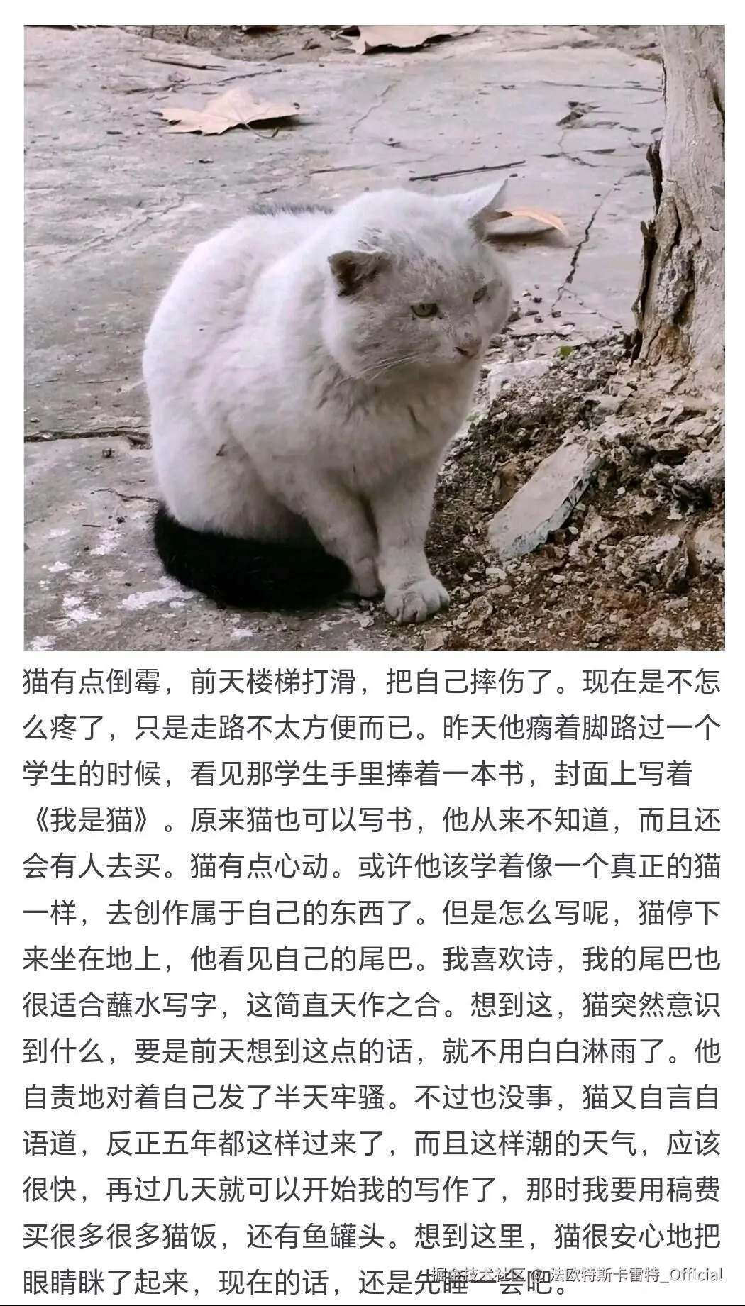 法欧特斯卡雷特_Official于2025-07-11 10:46发布的图片