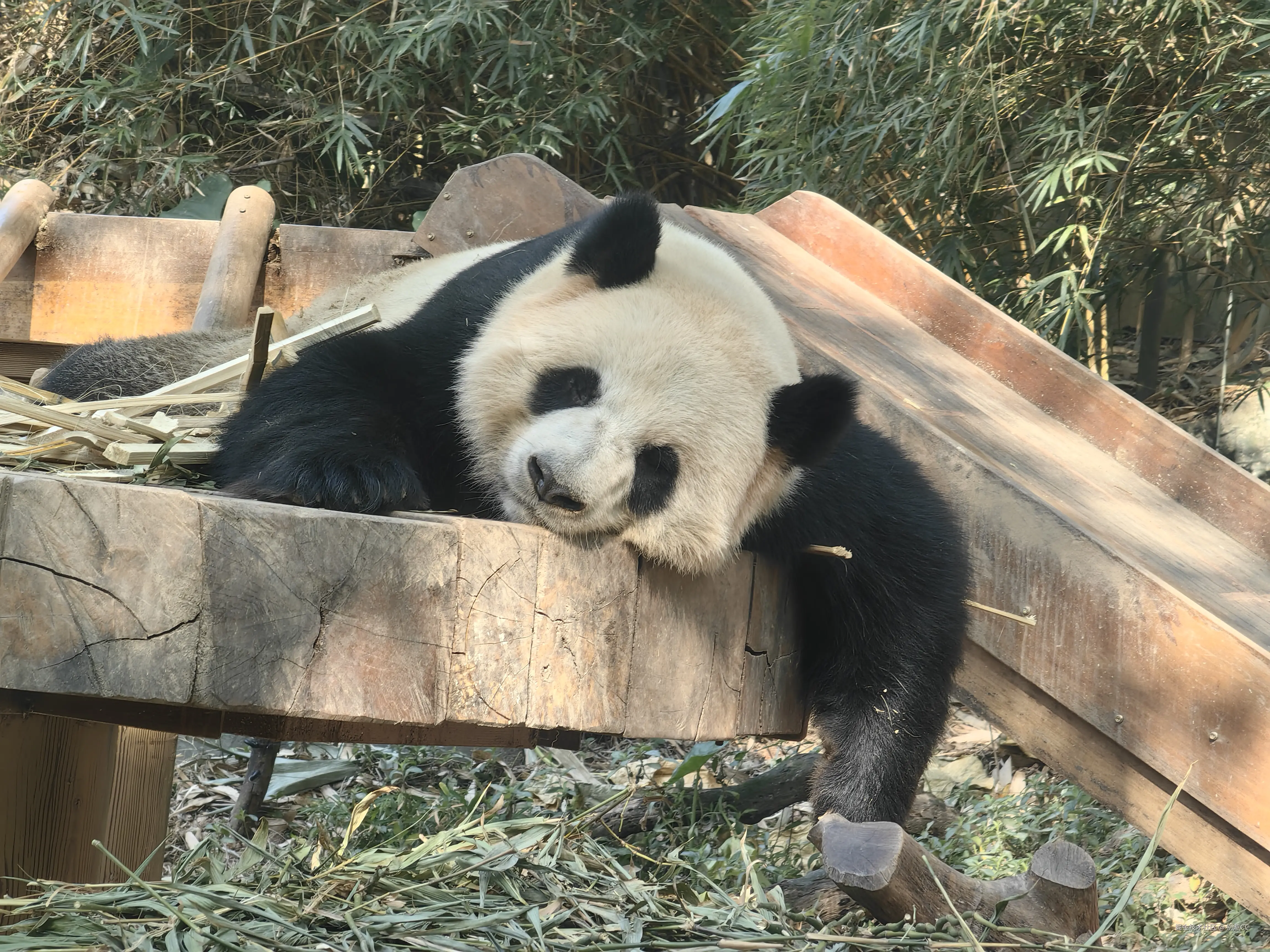 别惹CC于2025-02-13 09:49发布的图片