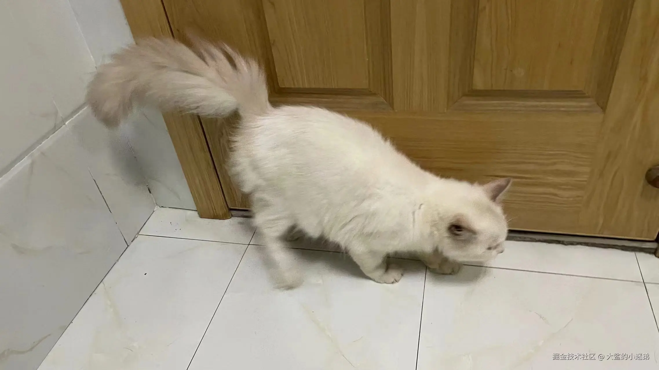 大鲨的小迷弟于2024-10-10 11:57发布的图片