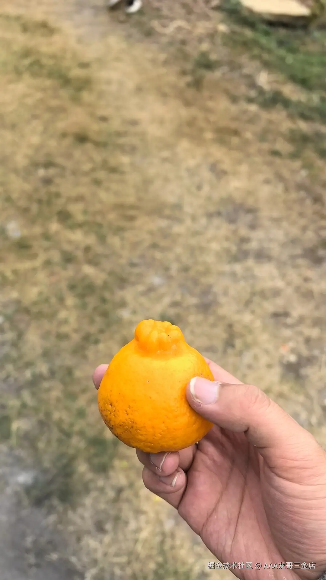 AAA龙哥三金店于2026-02-24 11:34发布的图片