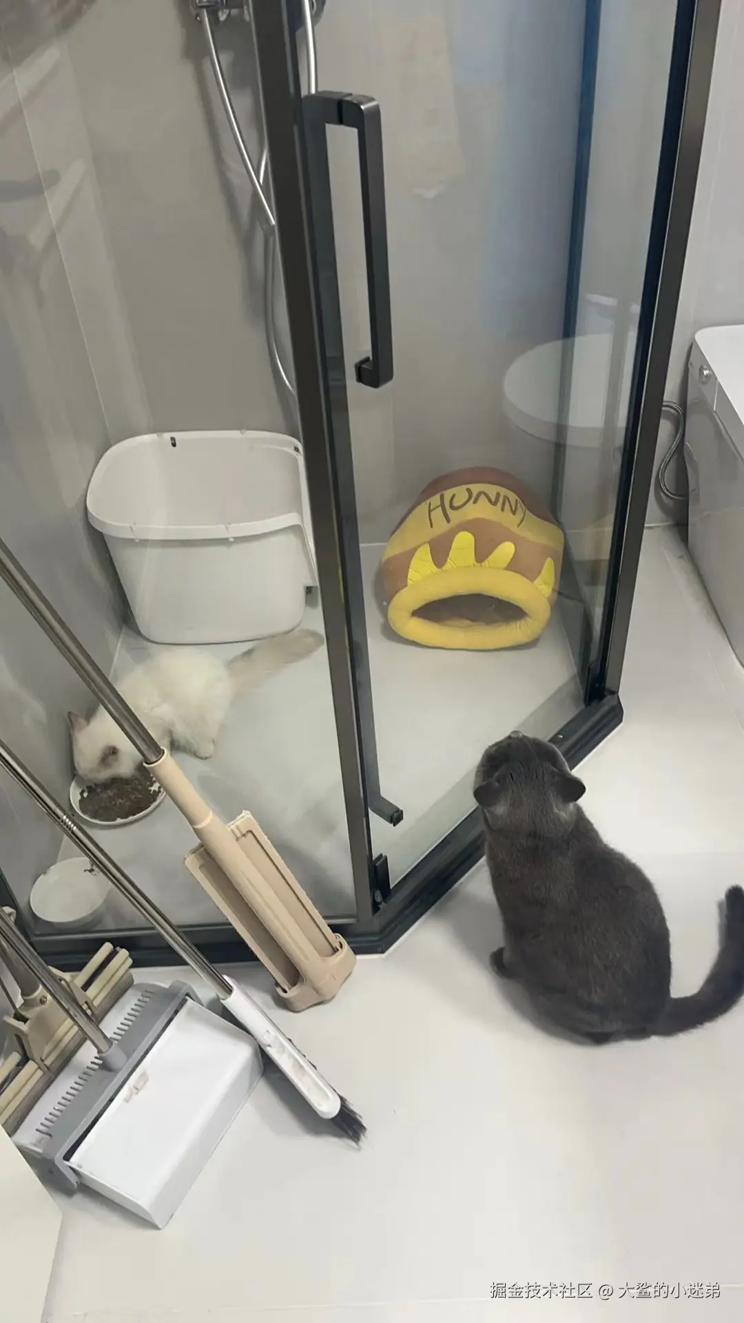 大鲨的小迷弟于2024-10-10 11:57发布的图片