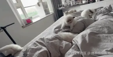 林林摸鱼专用于2024-11-13 01:18发布的图片