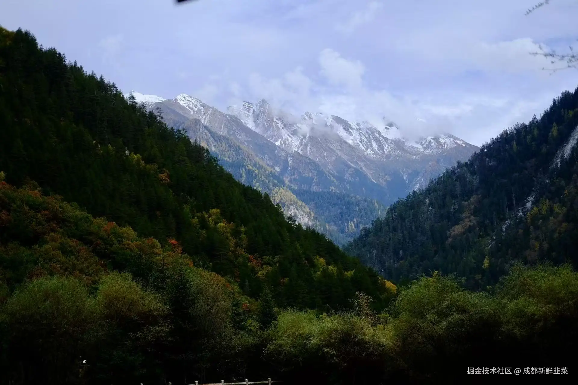 成都新鲜韭菜于2025-11-03 10:42发布的图片