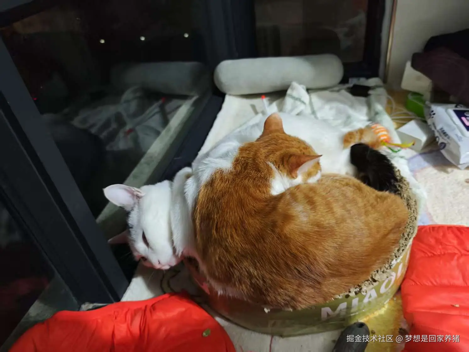 梦想是回家养猪于2025-02-17 09:25发布的图片