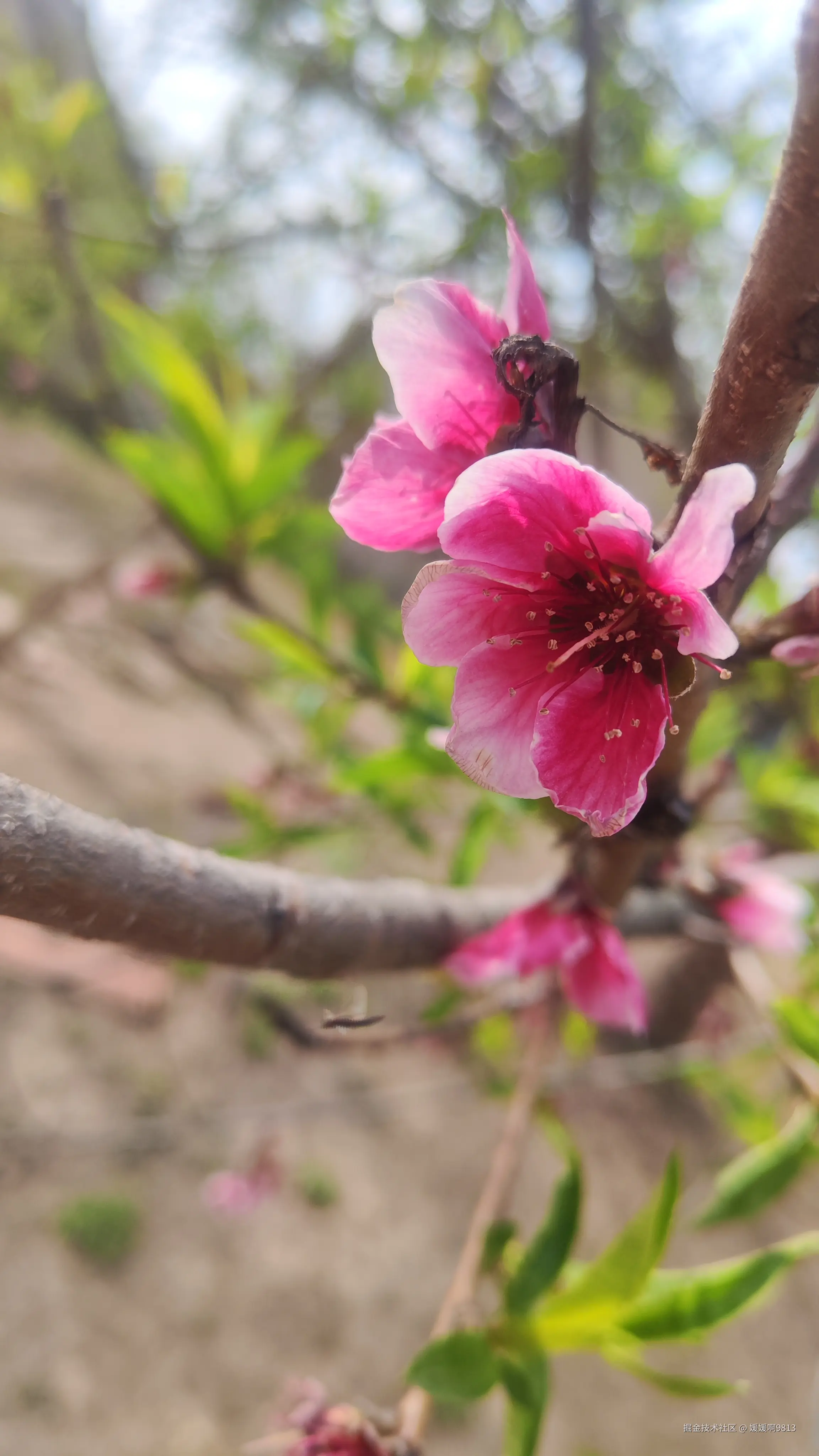 媛媛啊9813于2025-04-01 13:59发布的图片