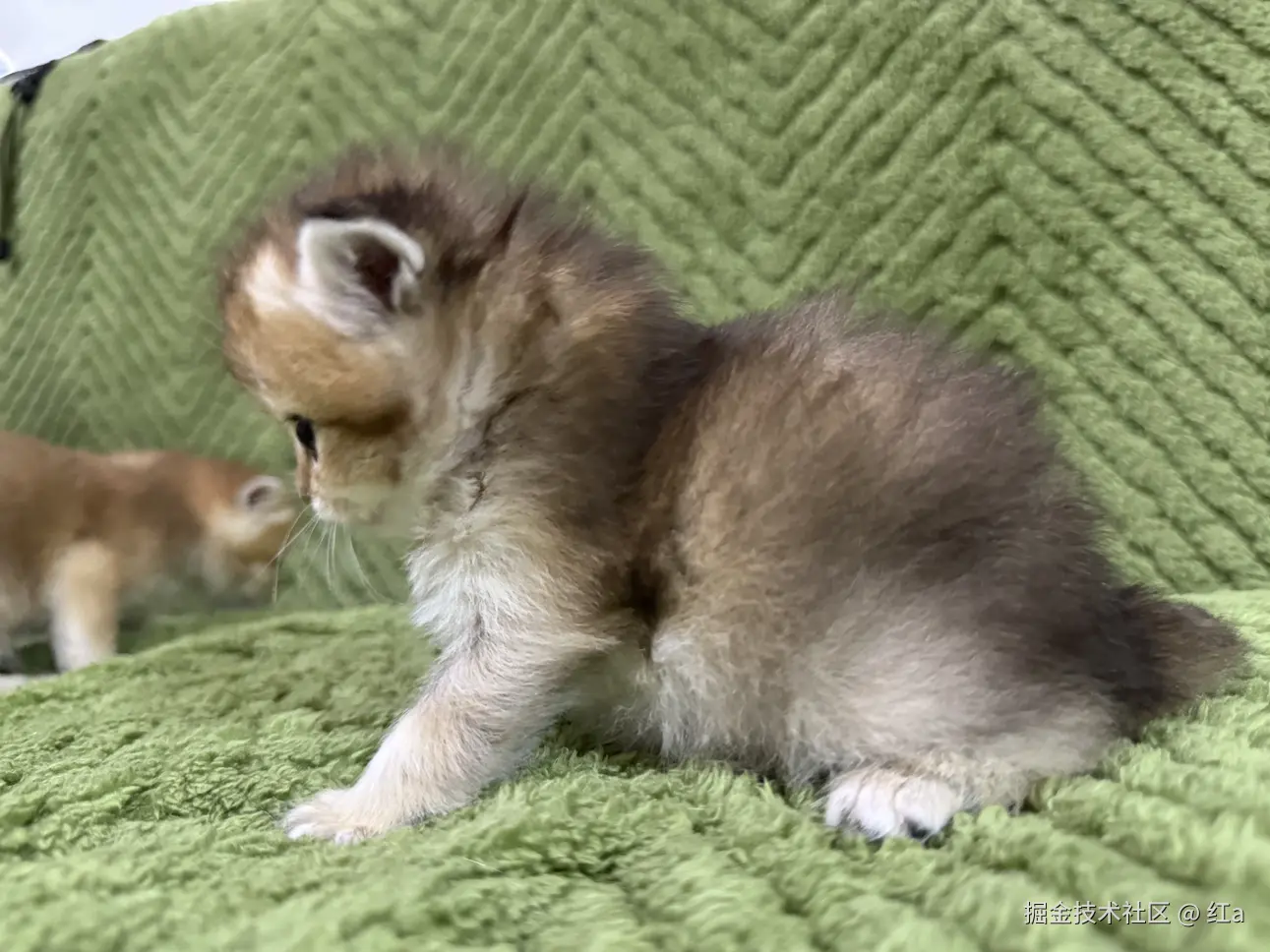 红a于2025-03-31 10:56发布的图片