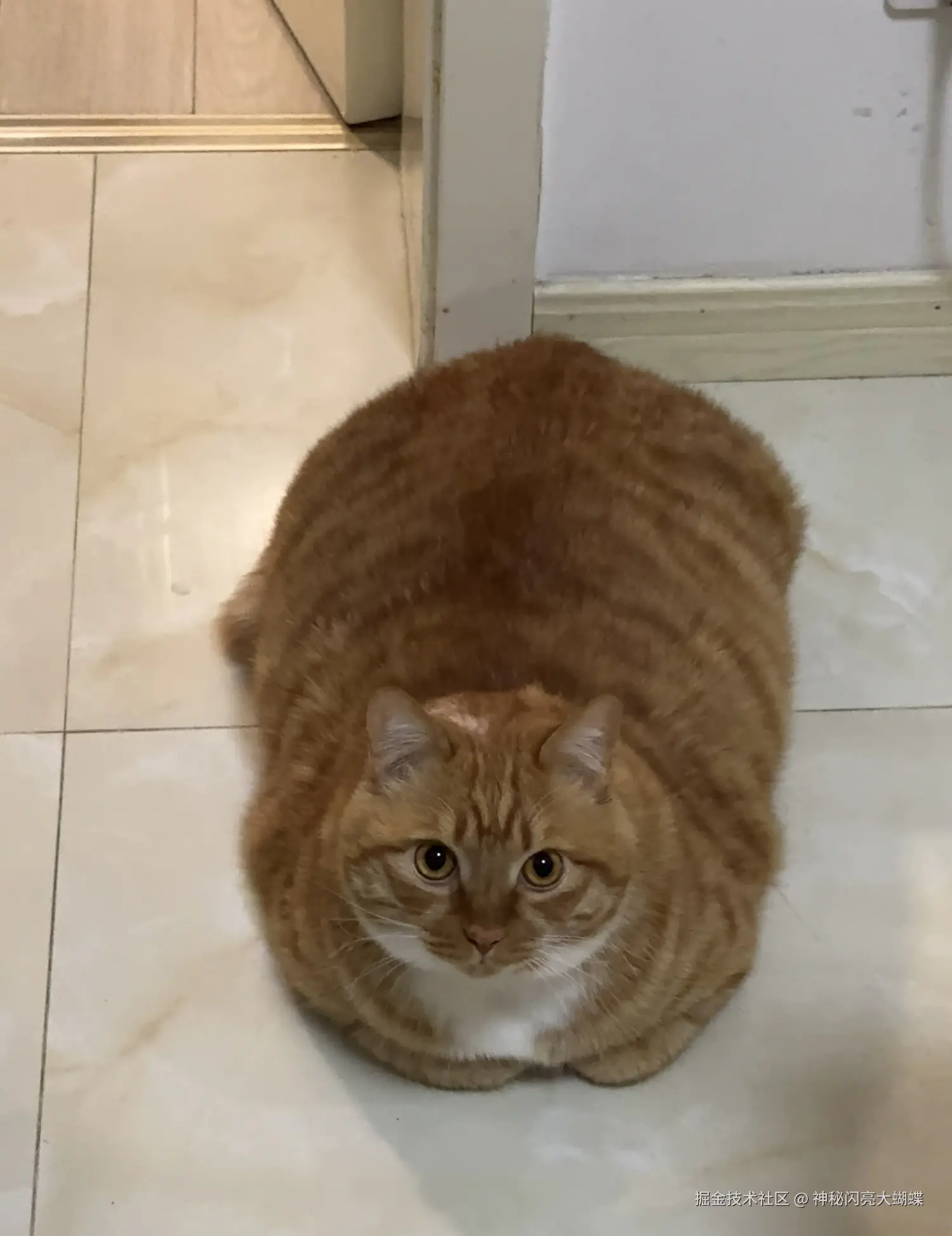 神秘闪亮大蝴蝶于2026-04-12 14:11发布的图片