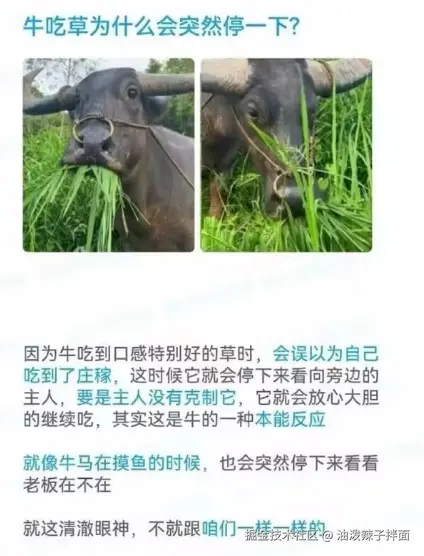 油泼辣子拌面于2025-01-20 11:44发布的图片