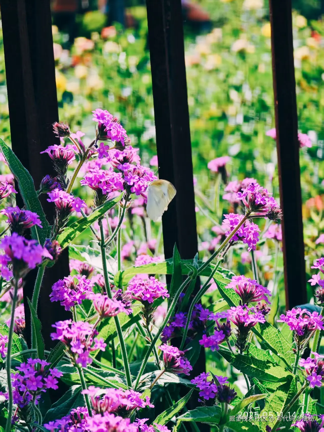 写代码治便秘于2025-05-13 10:10发布的图片