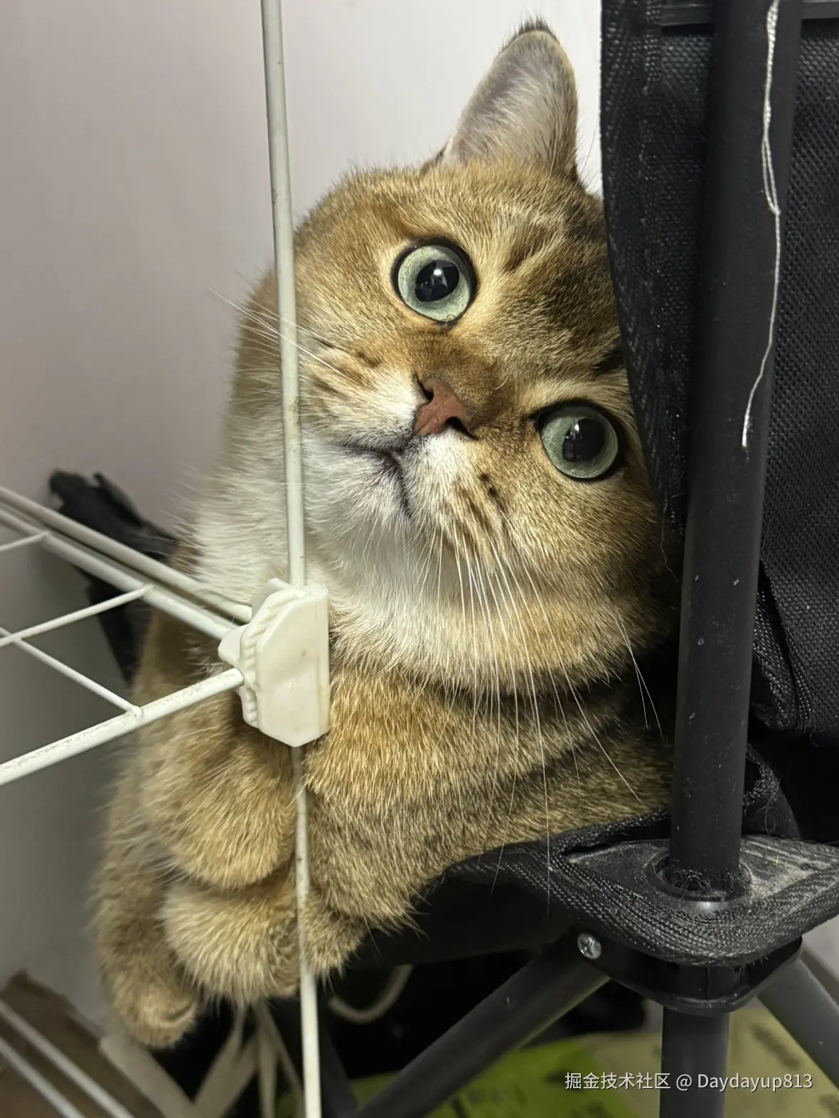 Daydayup813于2026-01-05 23:02发布的图片