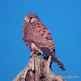 雒水寻殇于2025-08-22 17:27发布的图片