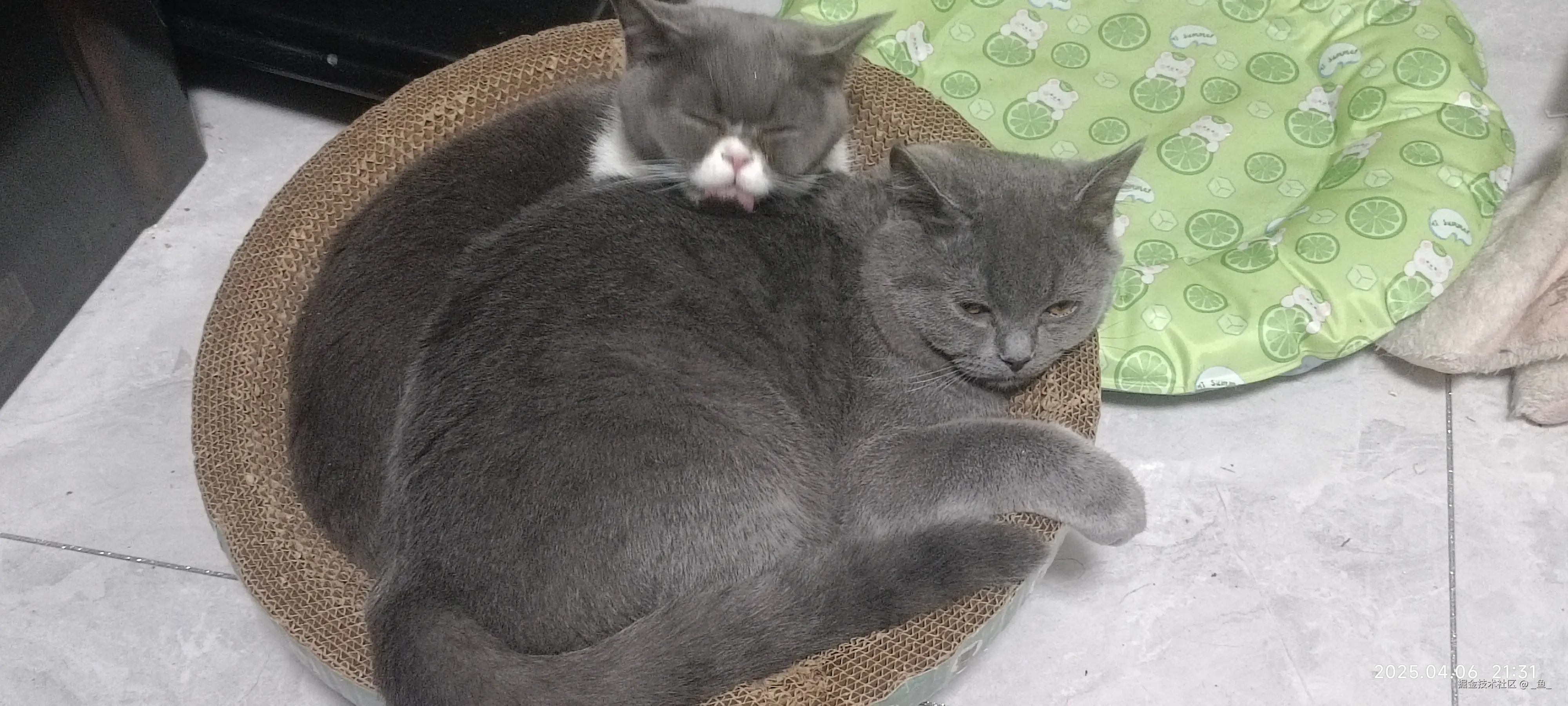 _鱼_于2025-04-14 09:18发布的图片