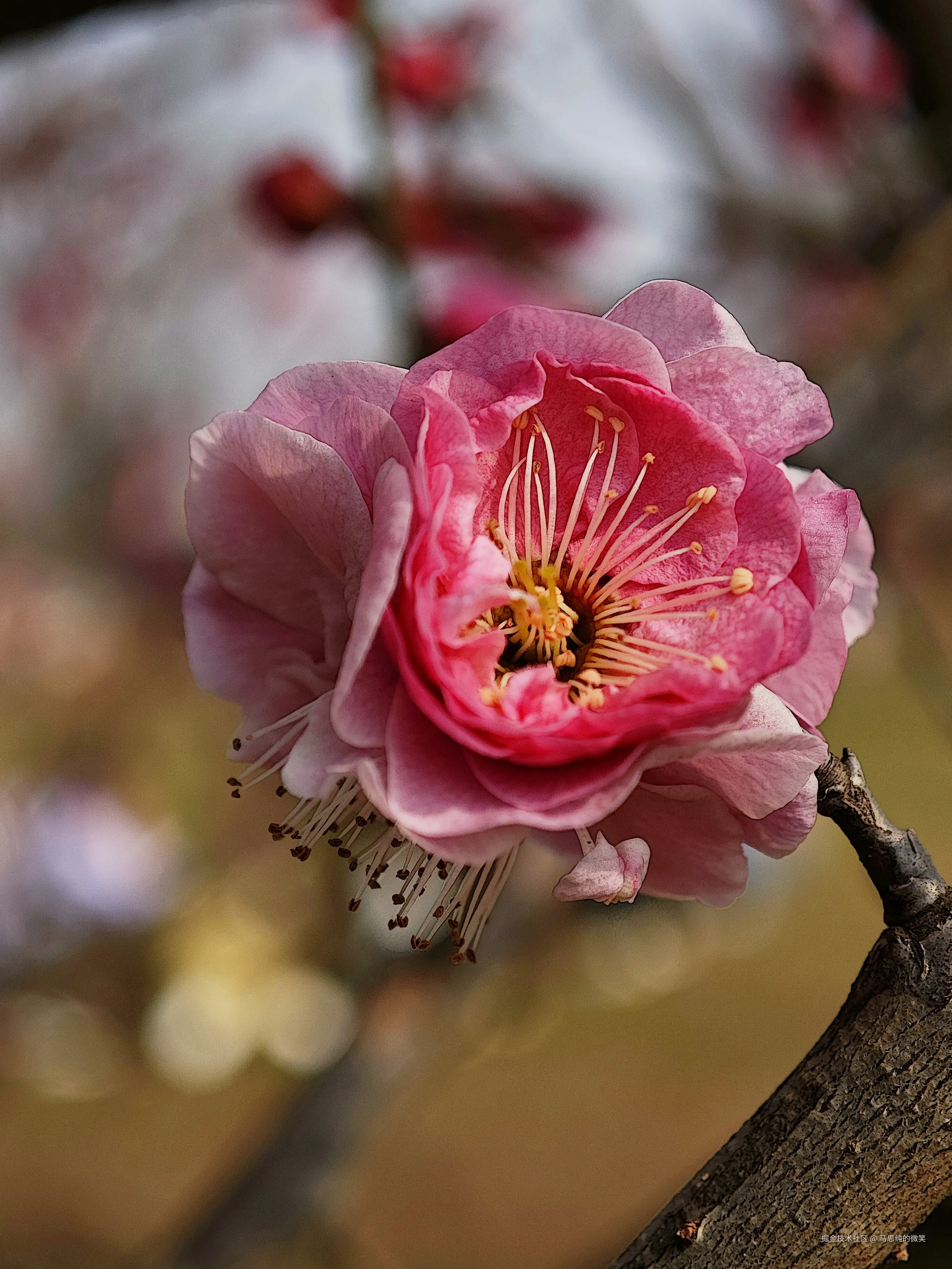 马思纯的微笑于2025-03-13 13:33发布的图片