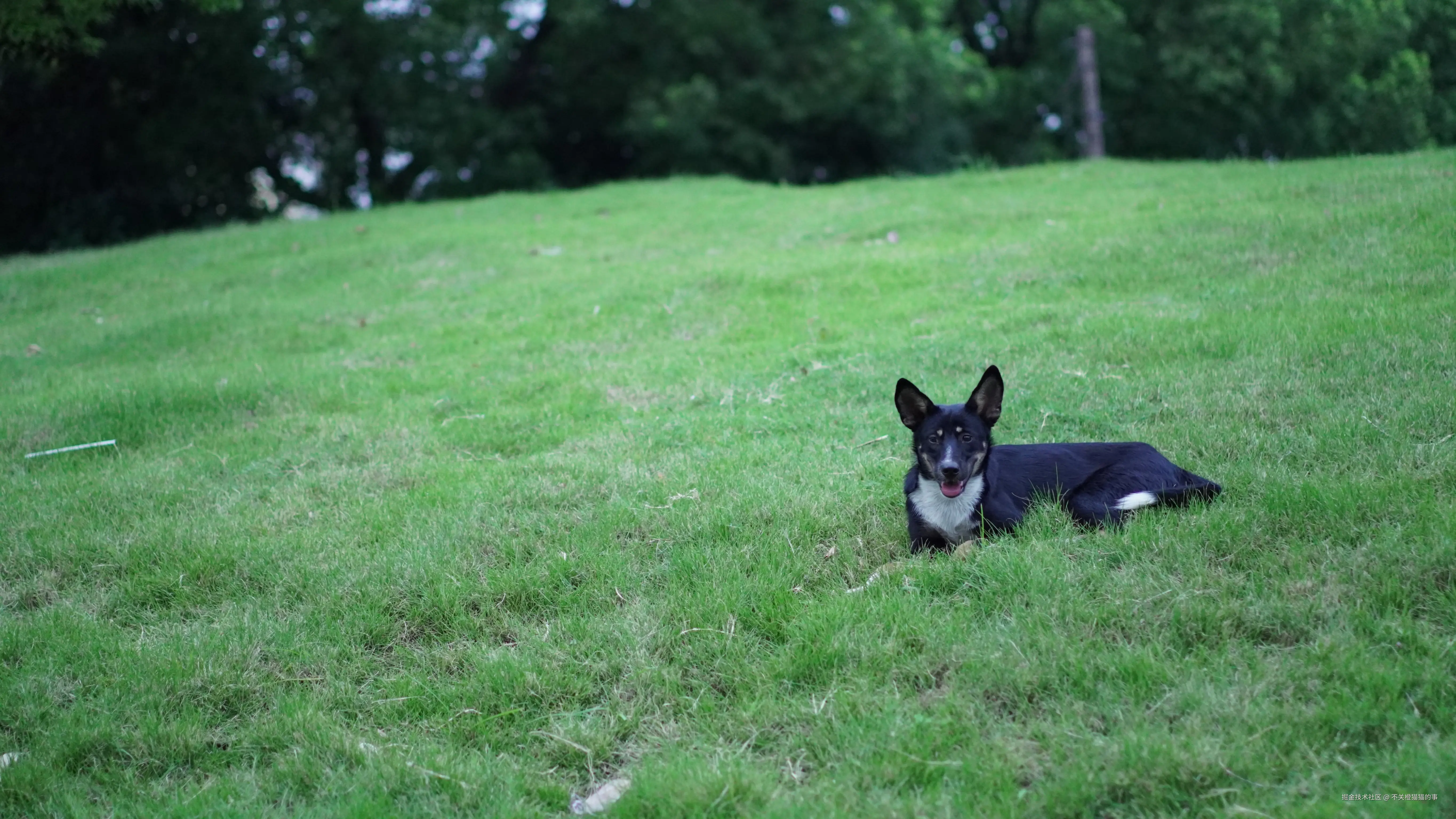 不关橙猫猫的事于2024-08-12 09:42发布的图片