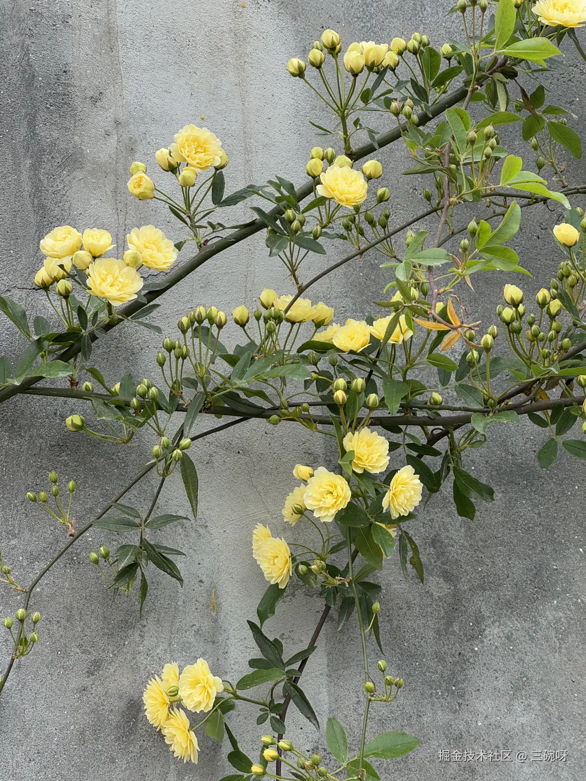 三碗呀于2025-04-09 11:21发布的图片