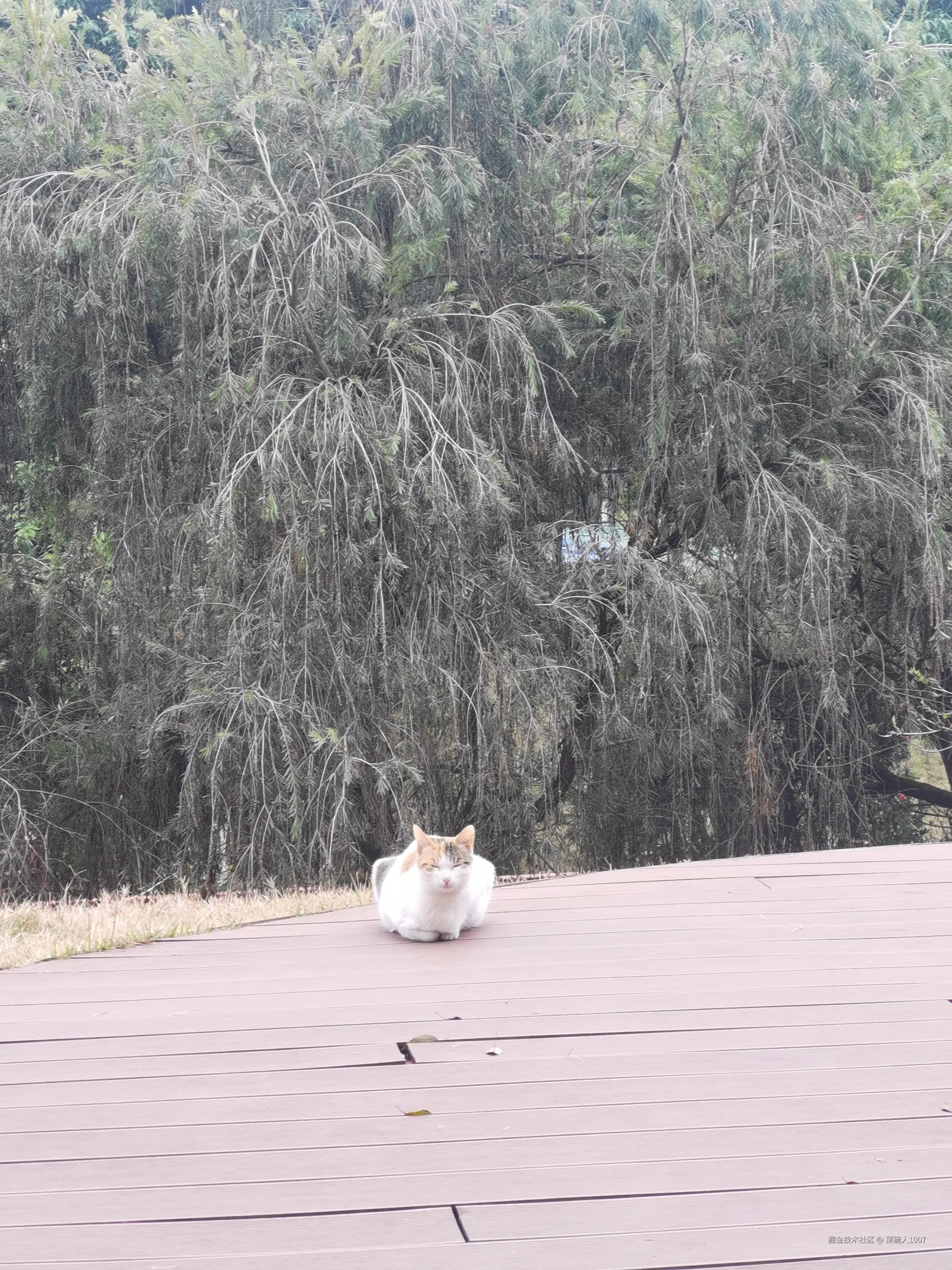 顶碗人1007于2026-02-11 14:13发布的图片