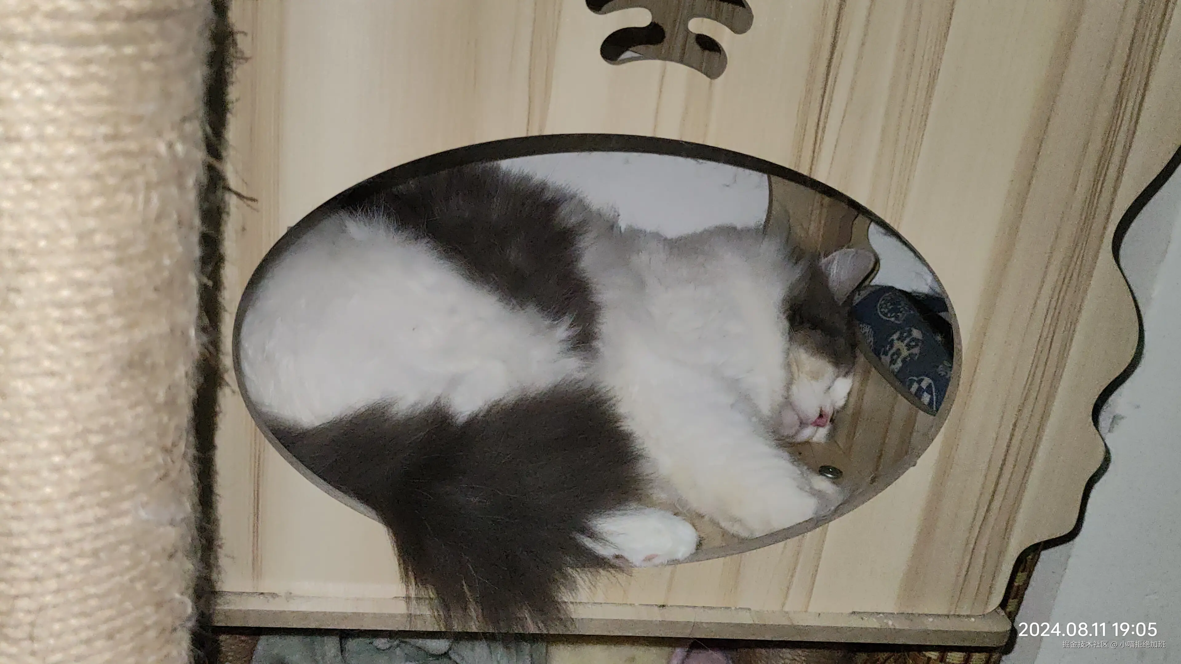 小喵拒绝加班于2024-10-16 12:33发布的图片