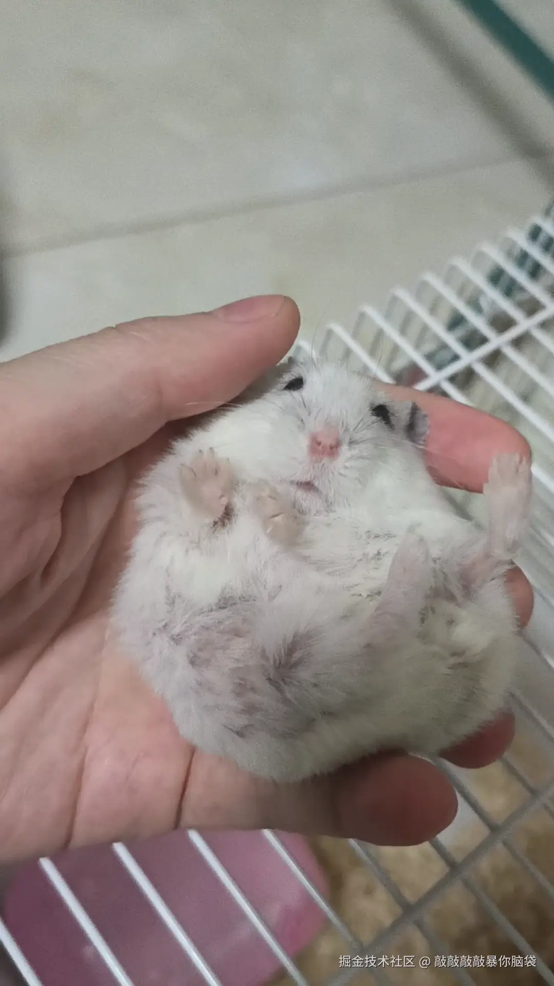 敲敲敲敲暴你脑袋于2024-11-04 15:39发布的图片