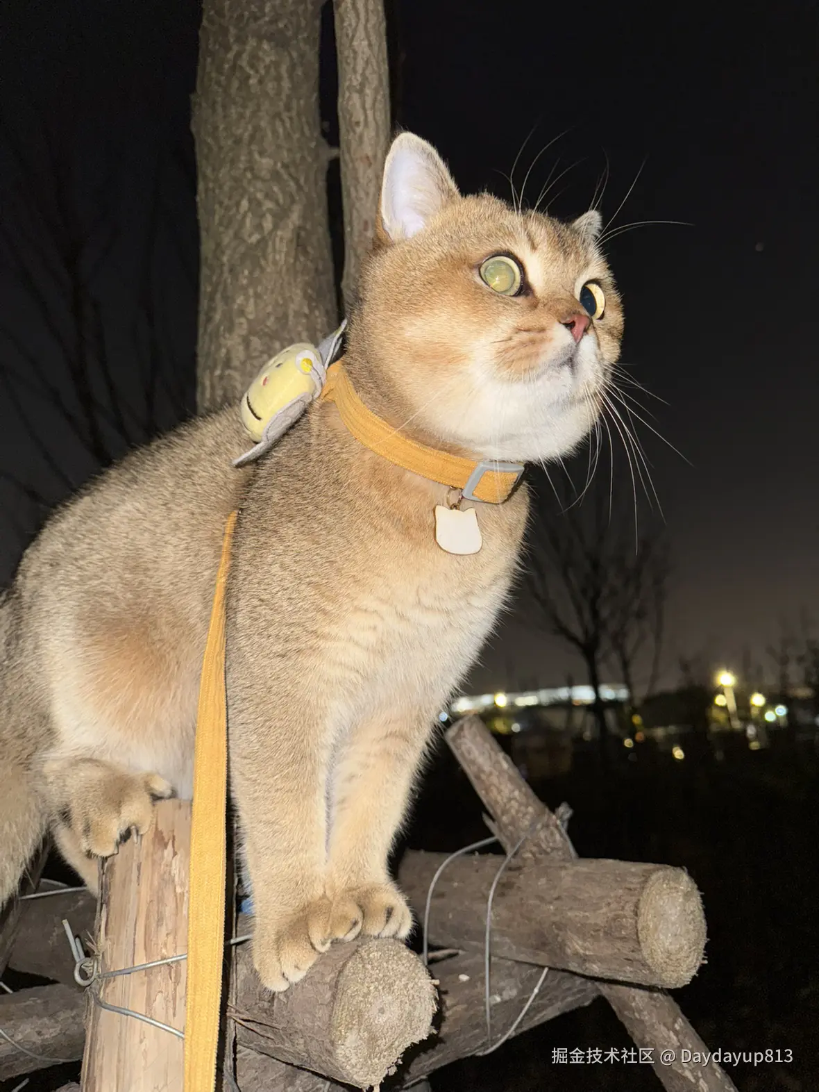 Daydayup813于2025-01-03 11:39发布的图片