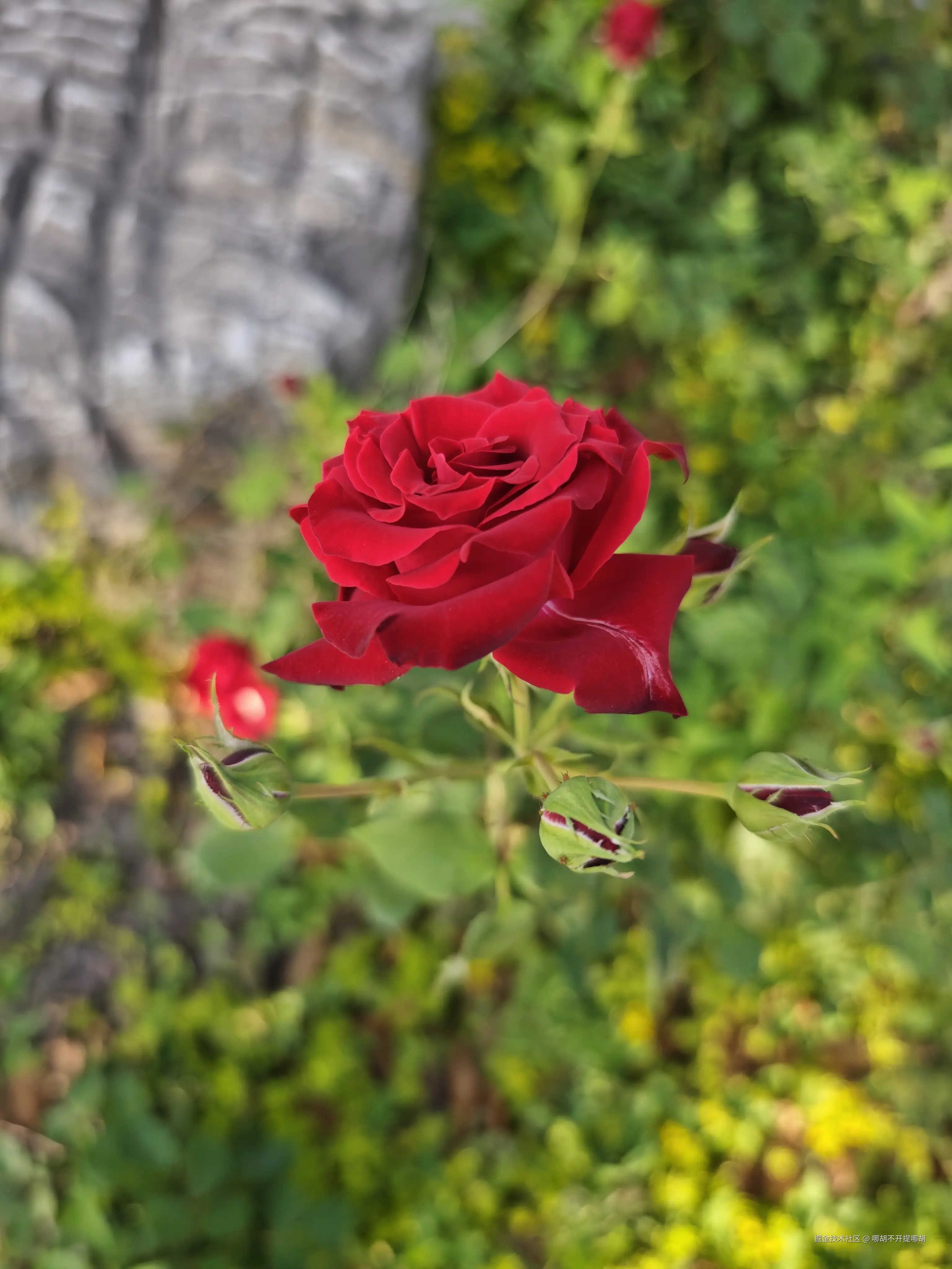 哪胡不开提哪胡于2025-04-30 08:52发布的图片