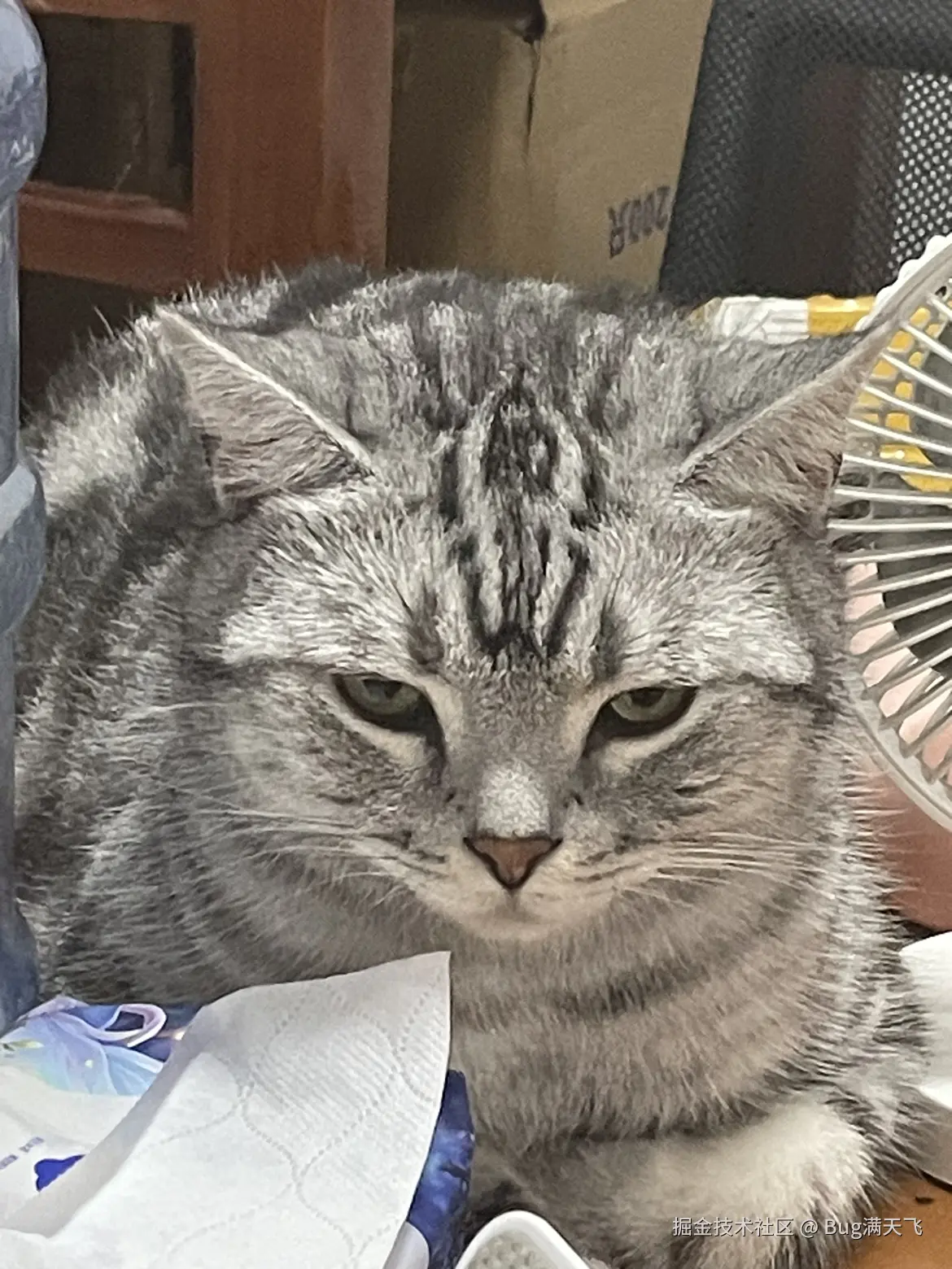 Bug满天飞于2024-09-14 15:28发布的图片