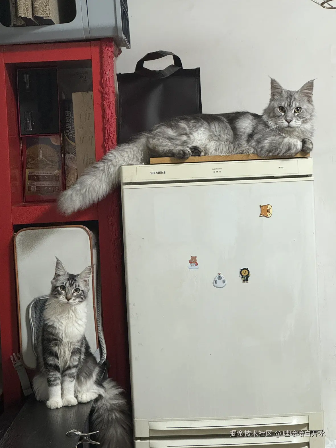 哇哈哈白开水于2024-11-25 09:43发布的图片