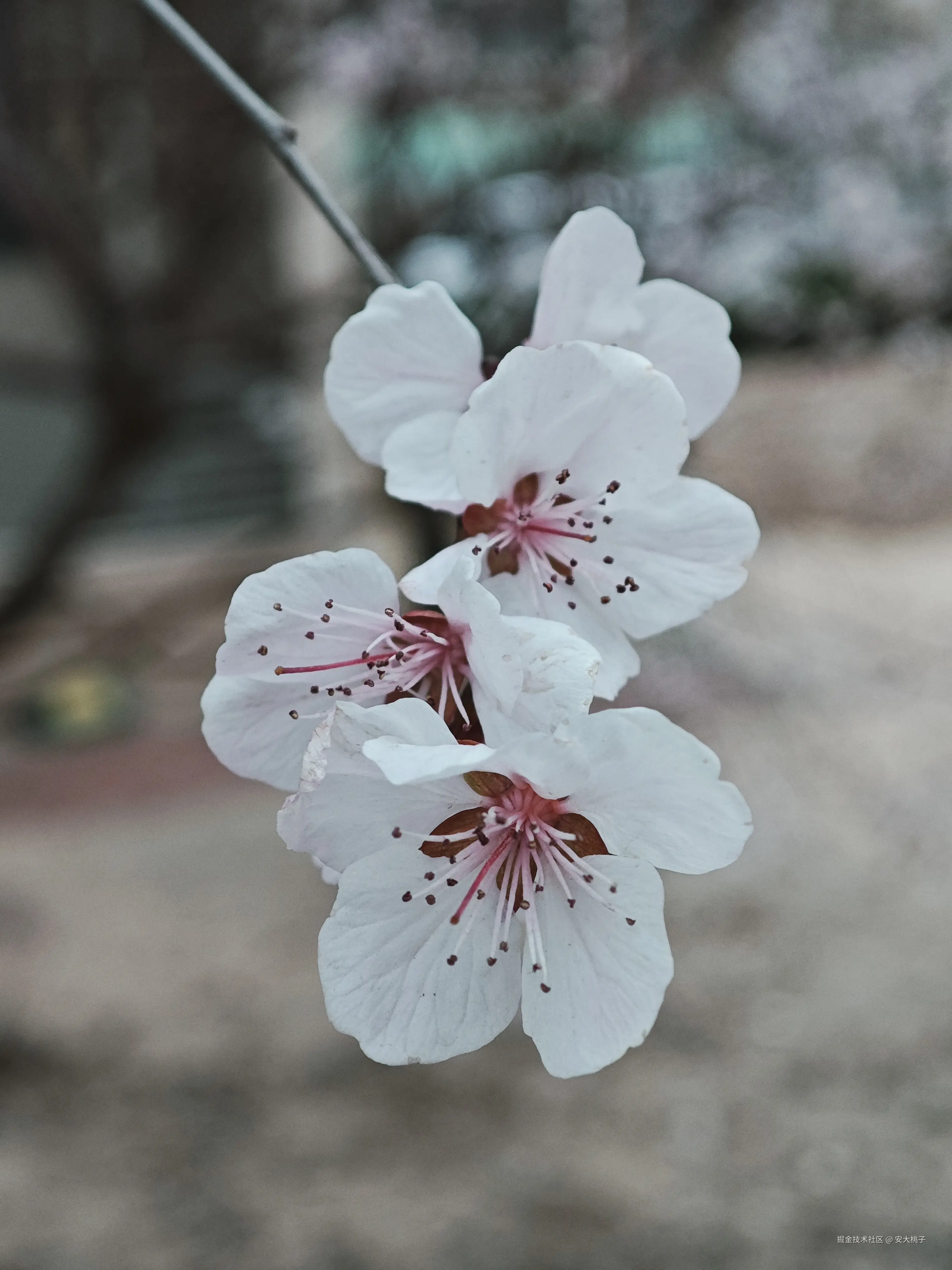 安大桃子于2026-03-21 18:53发布的图片