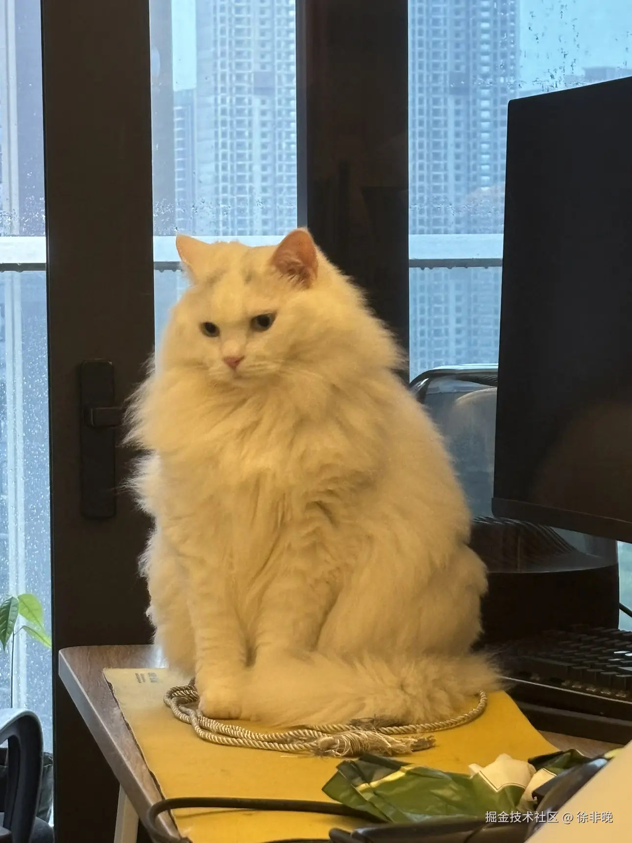 徐非晚于2024-08-13 16:51发布的图片