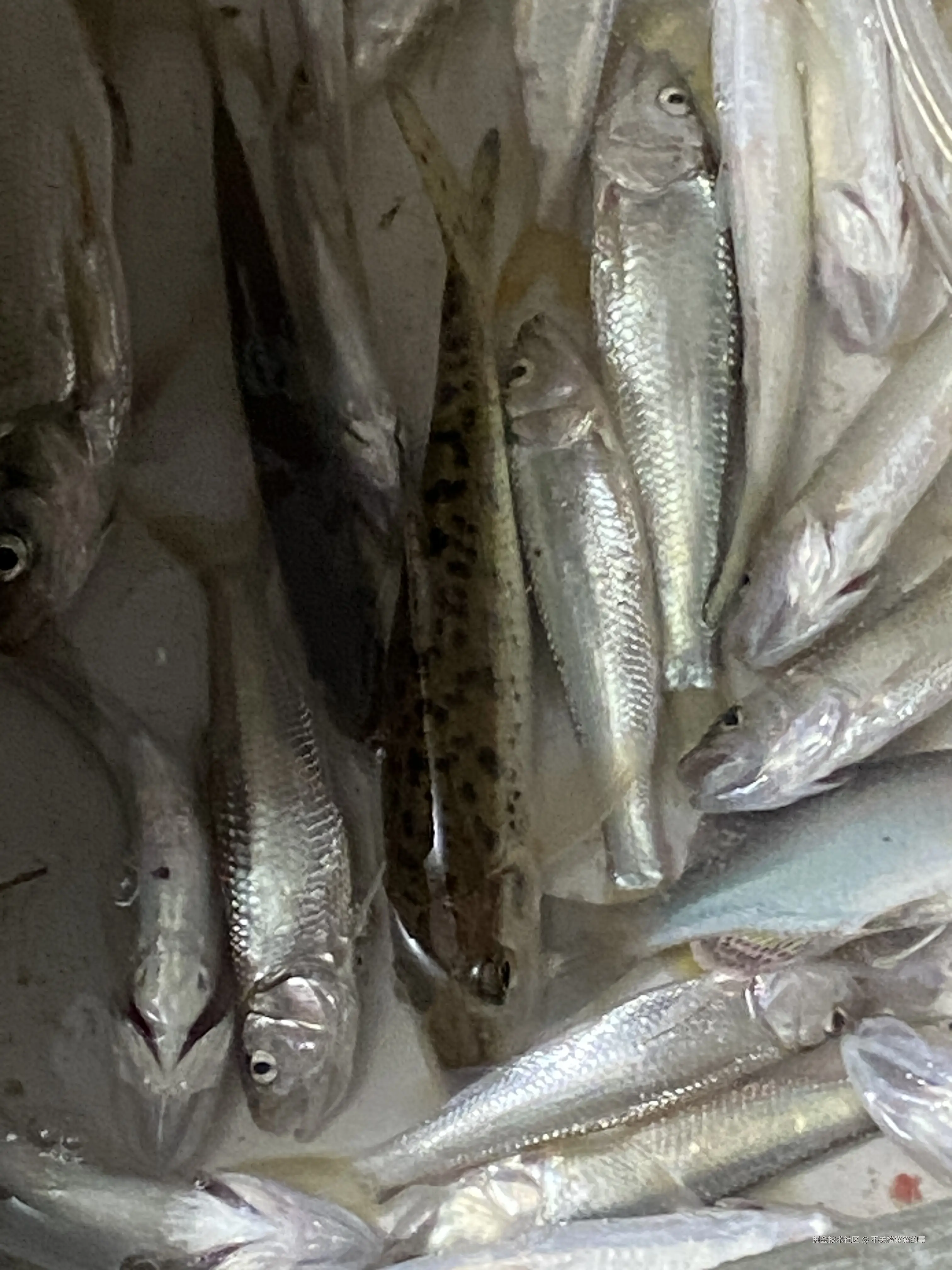 不关橙猫猫的事于2025-10-11 15:29发布的图片