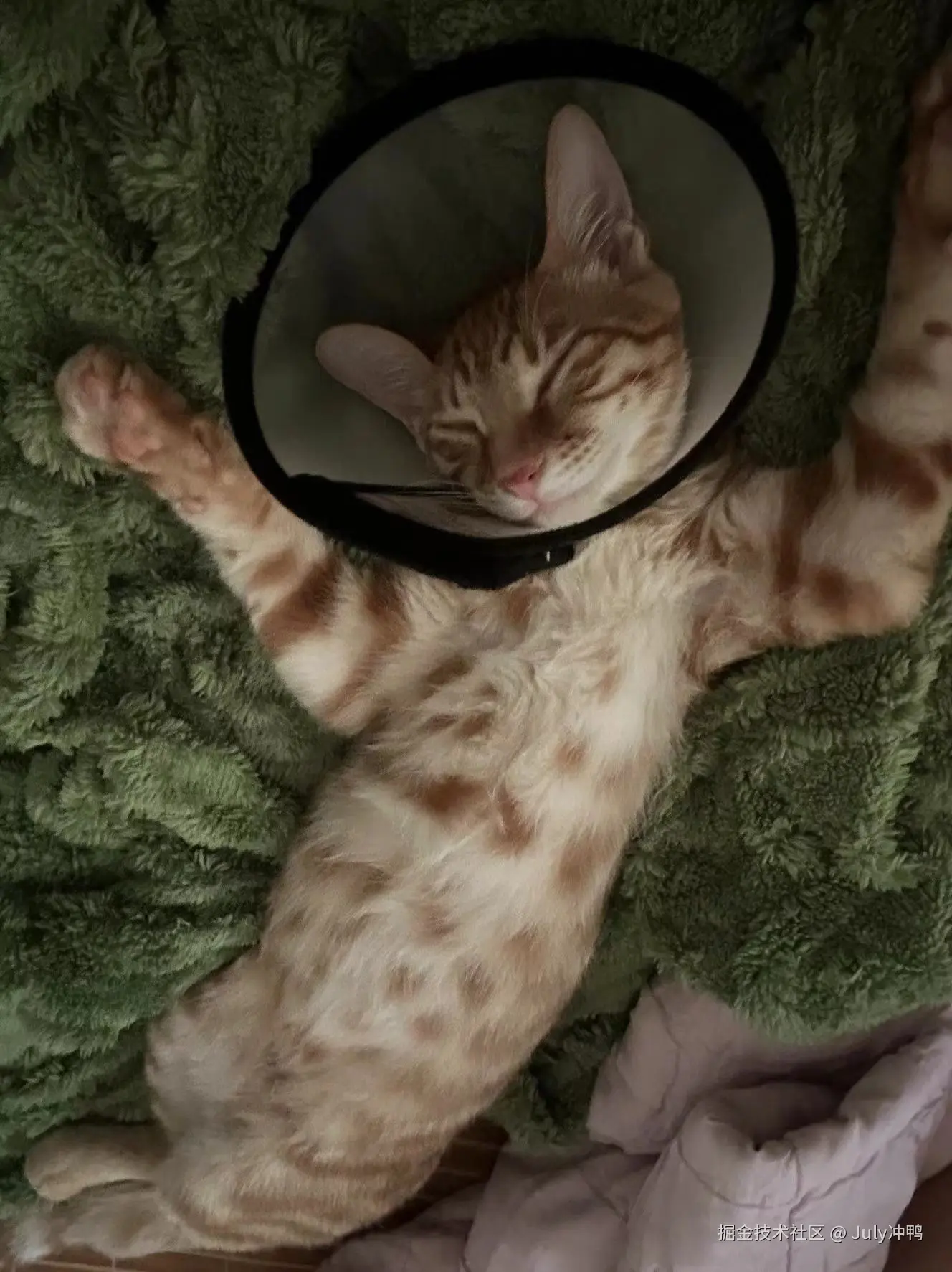 July冲鸭于2024-09-14 11:19发布的图片