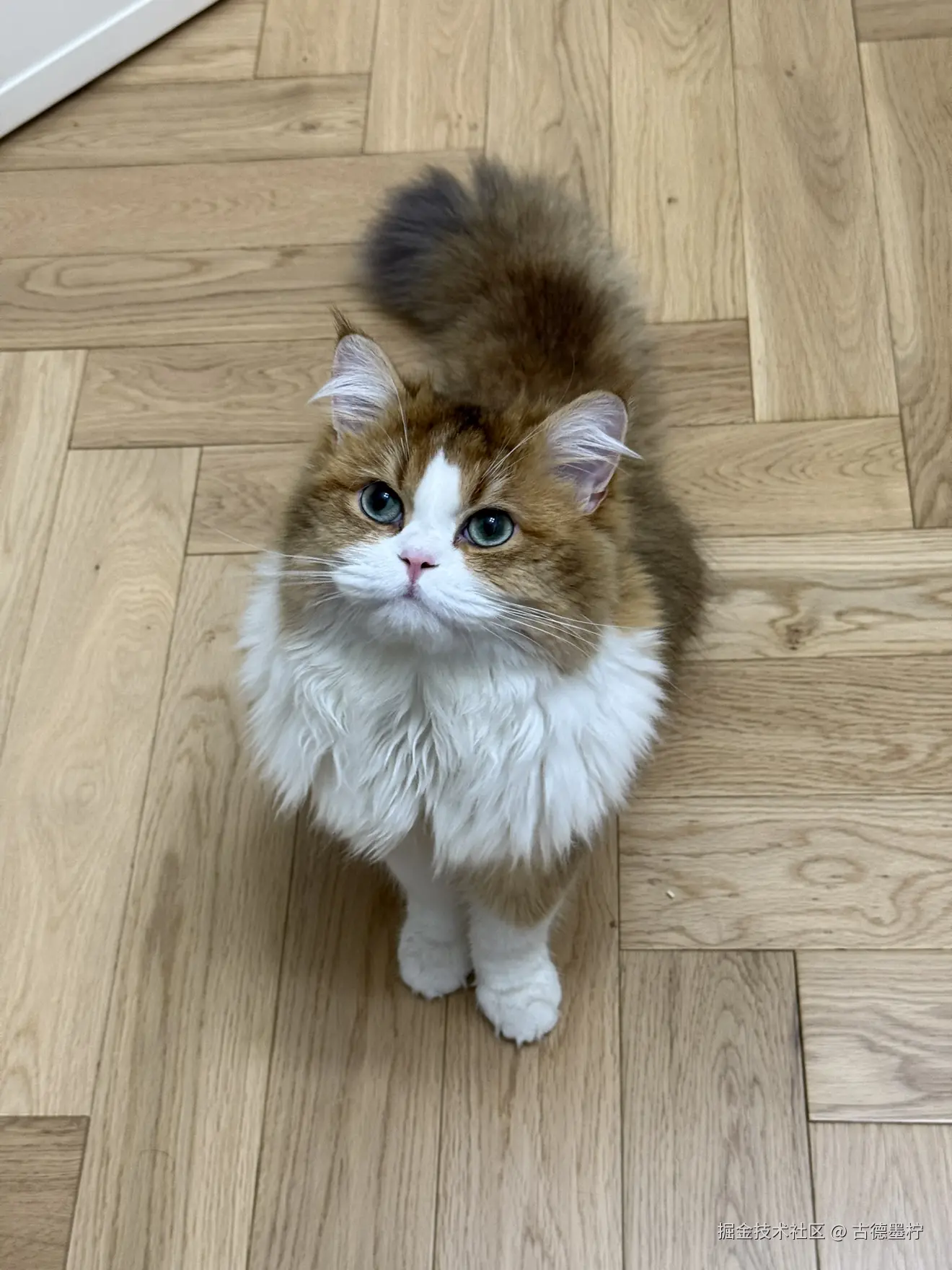 古德墨柠于2025-06-24 10:30发布的图片