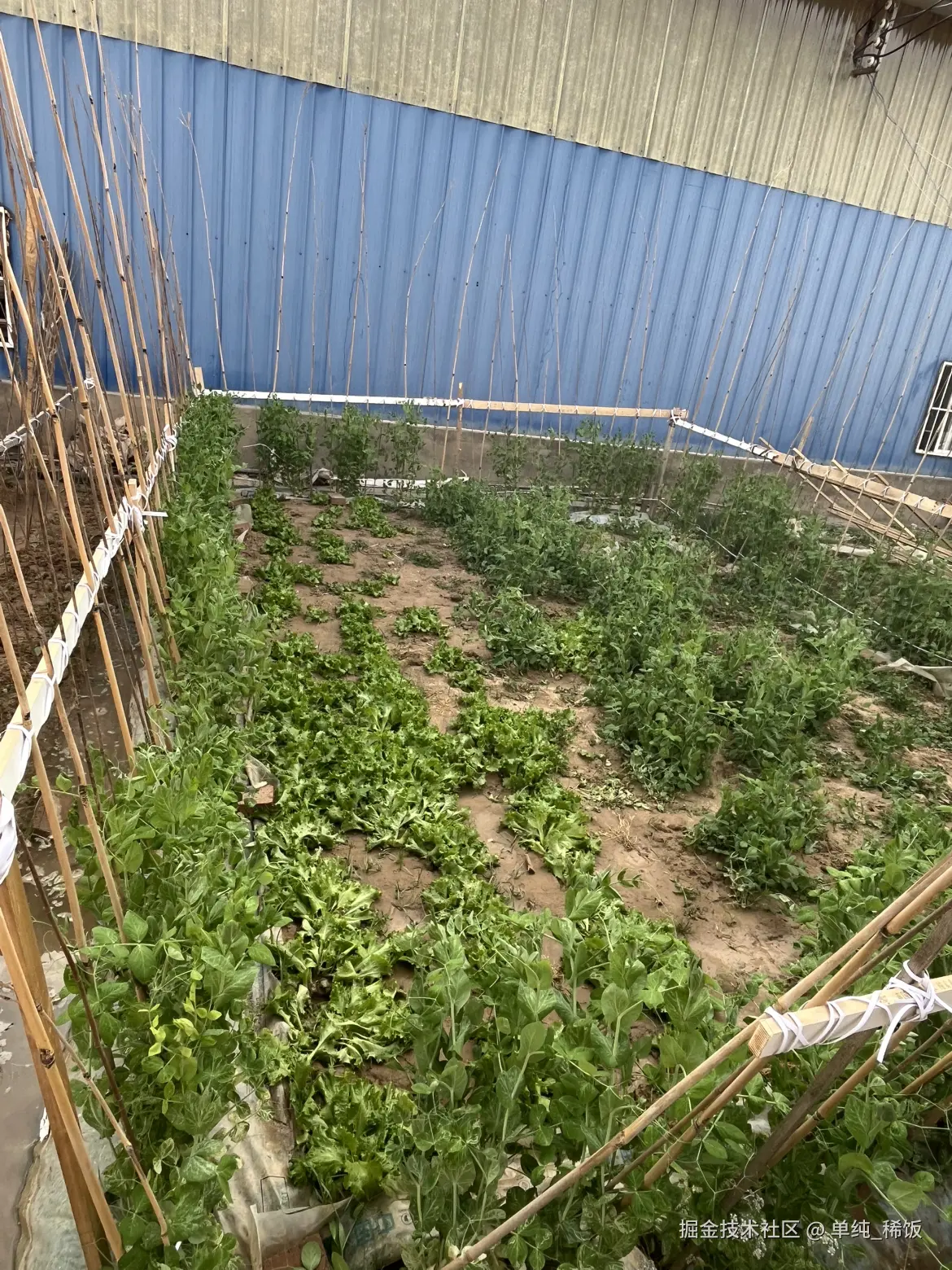 单纯_稀饭于2025-04-27 18:03发布的图片