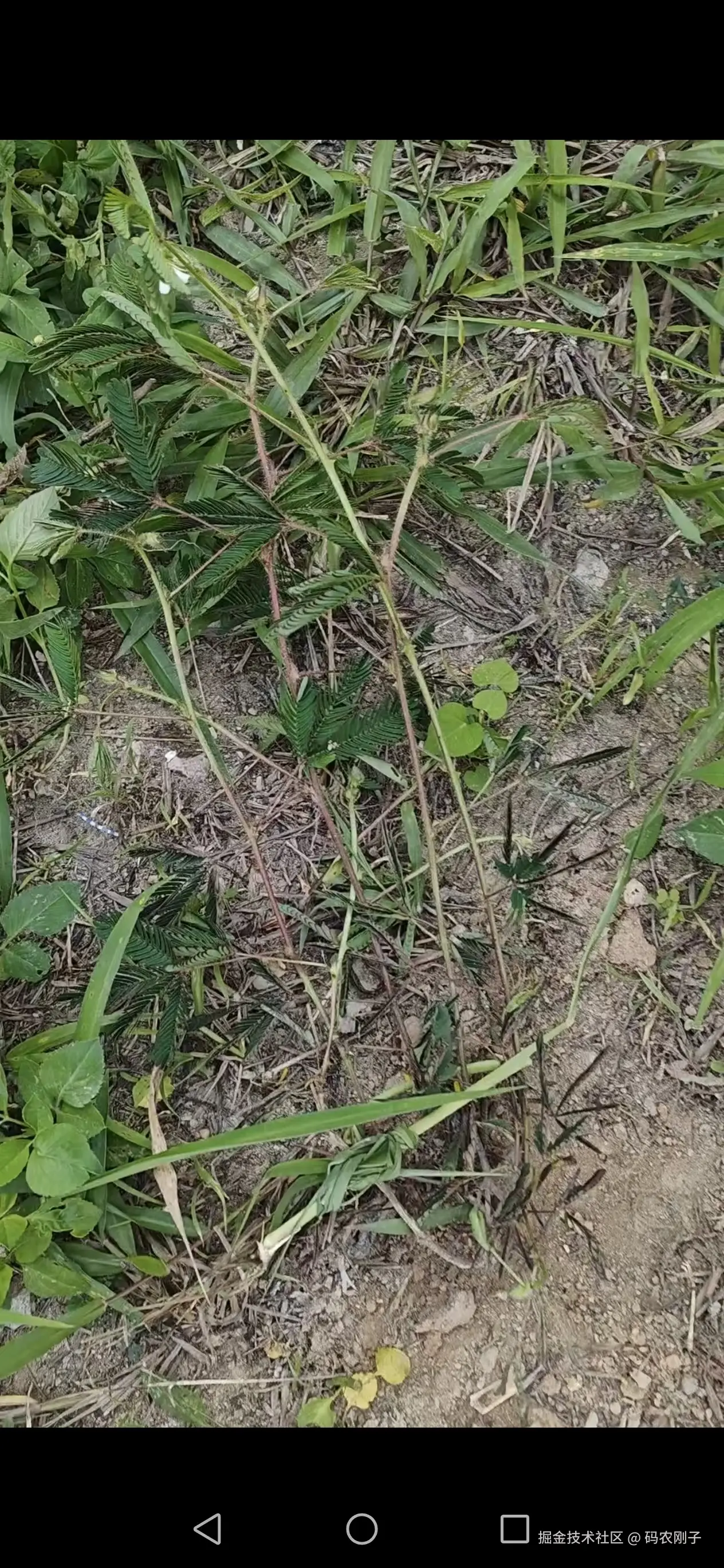 码农刚子于2026-04-19 22:28发布的图片