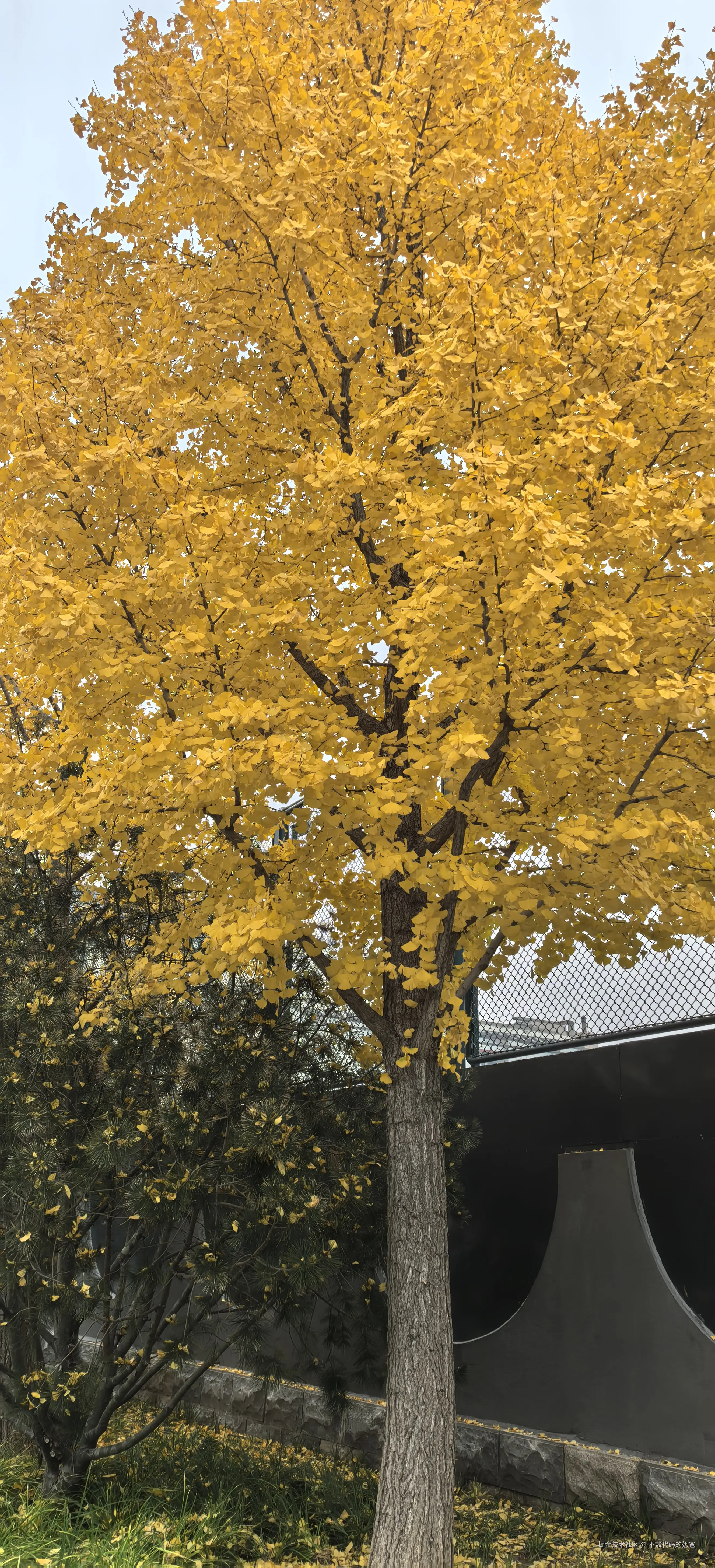 不敲代码的奶爸于2024-11-15 20:56发布的图片