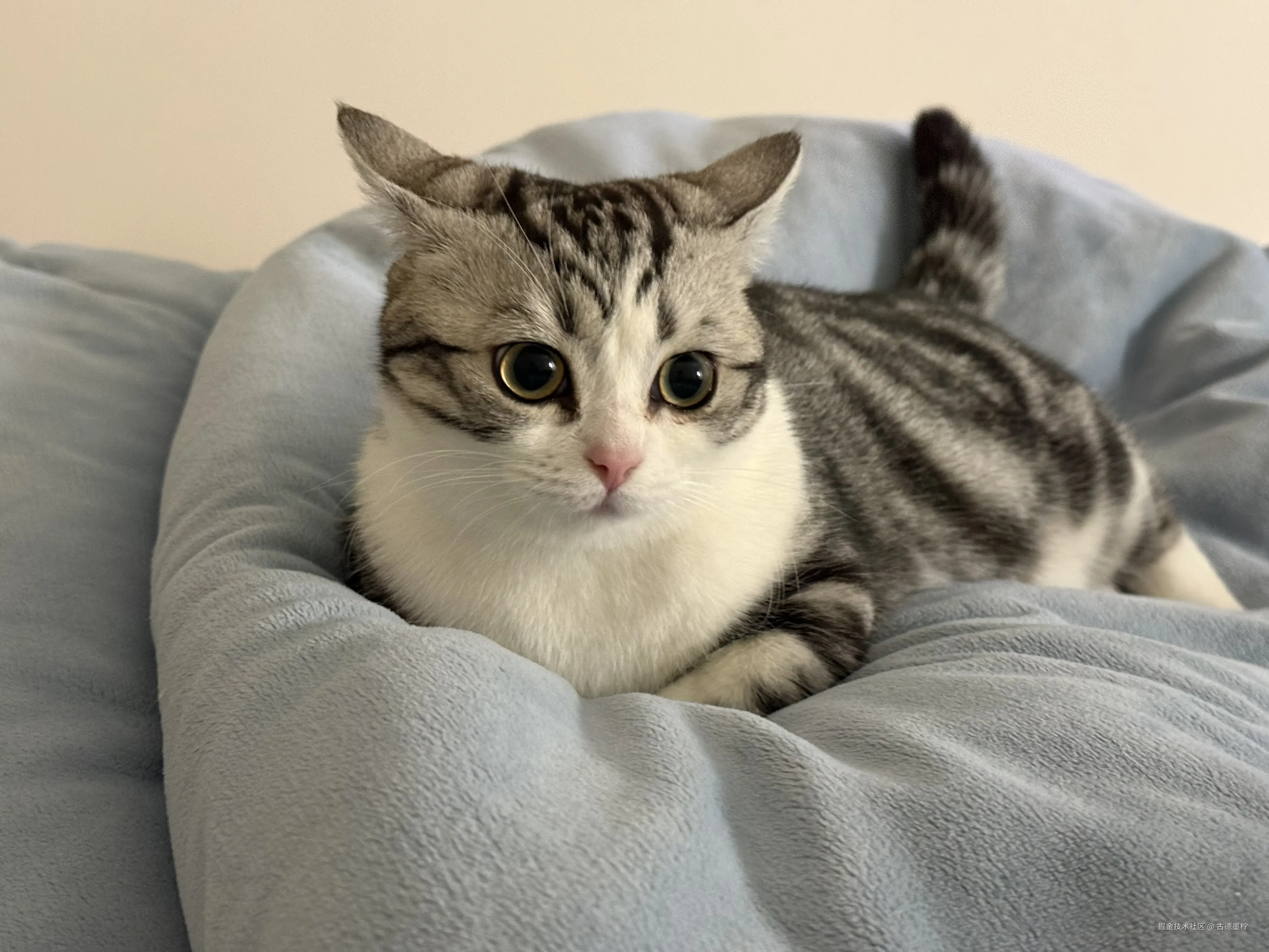 古德墨柠于2026-03-23 14:29发布的图片