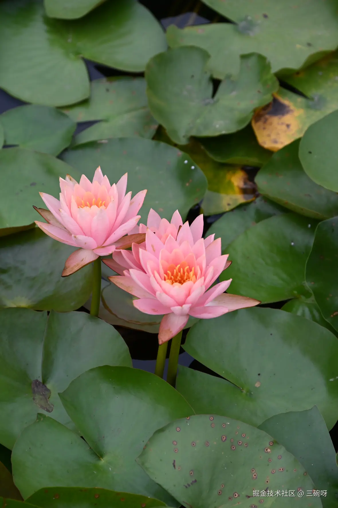 三碗呀于2025-06-16 09:28发布的图片