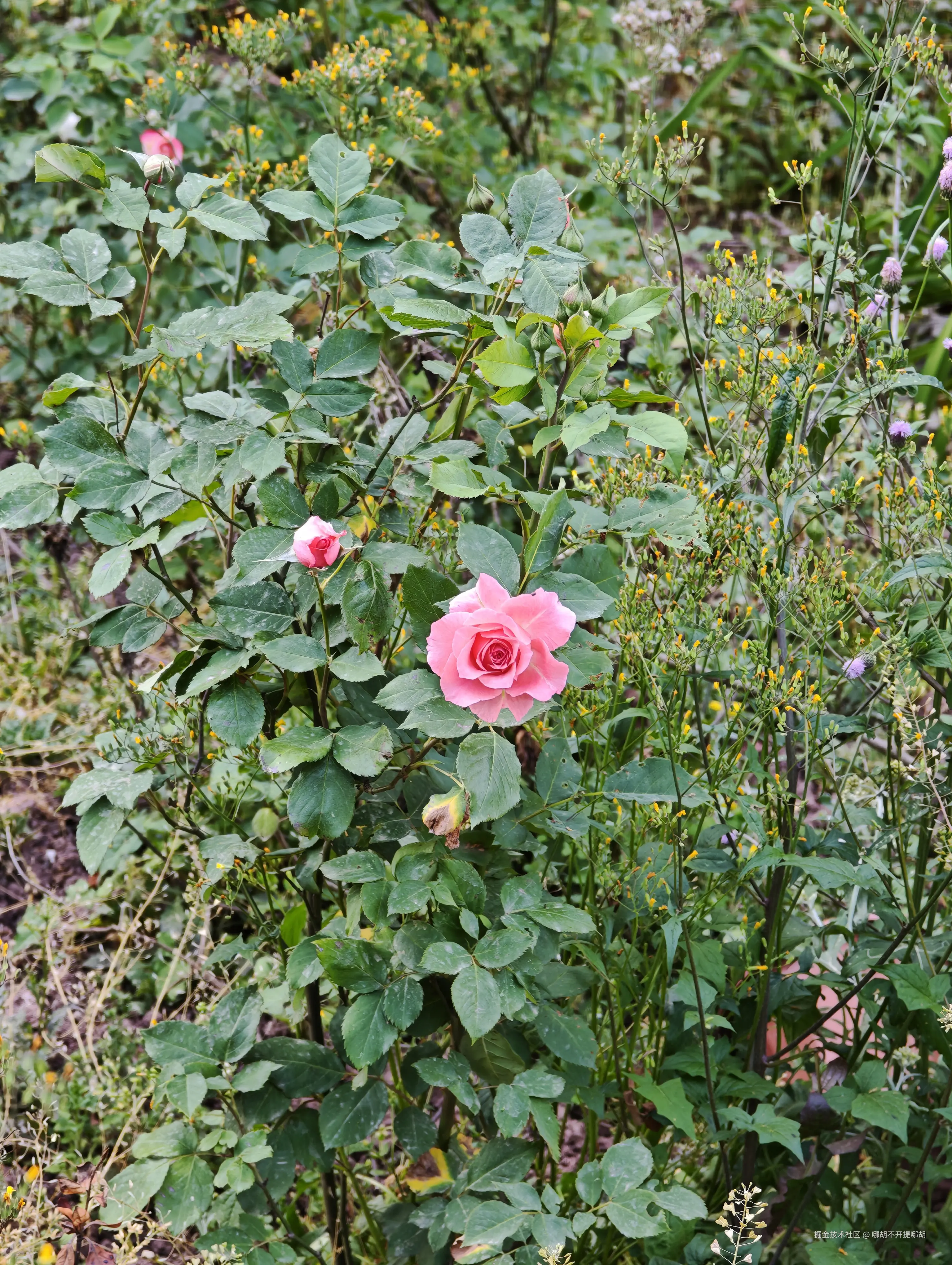 哪胡不开提哪胡于2025-04-30 08:52发布的图片