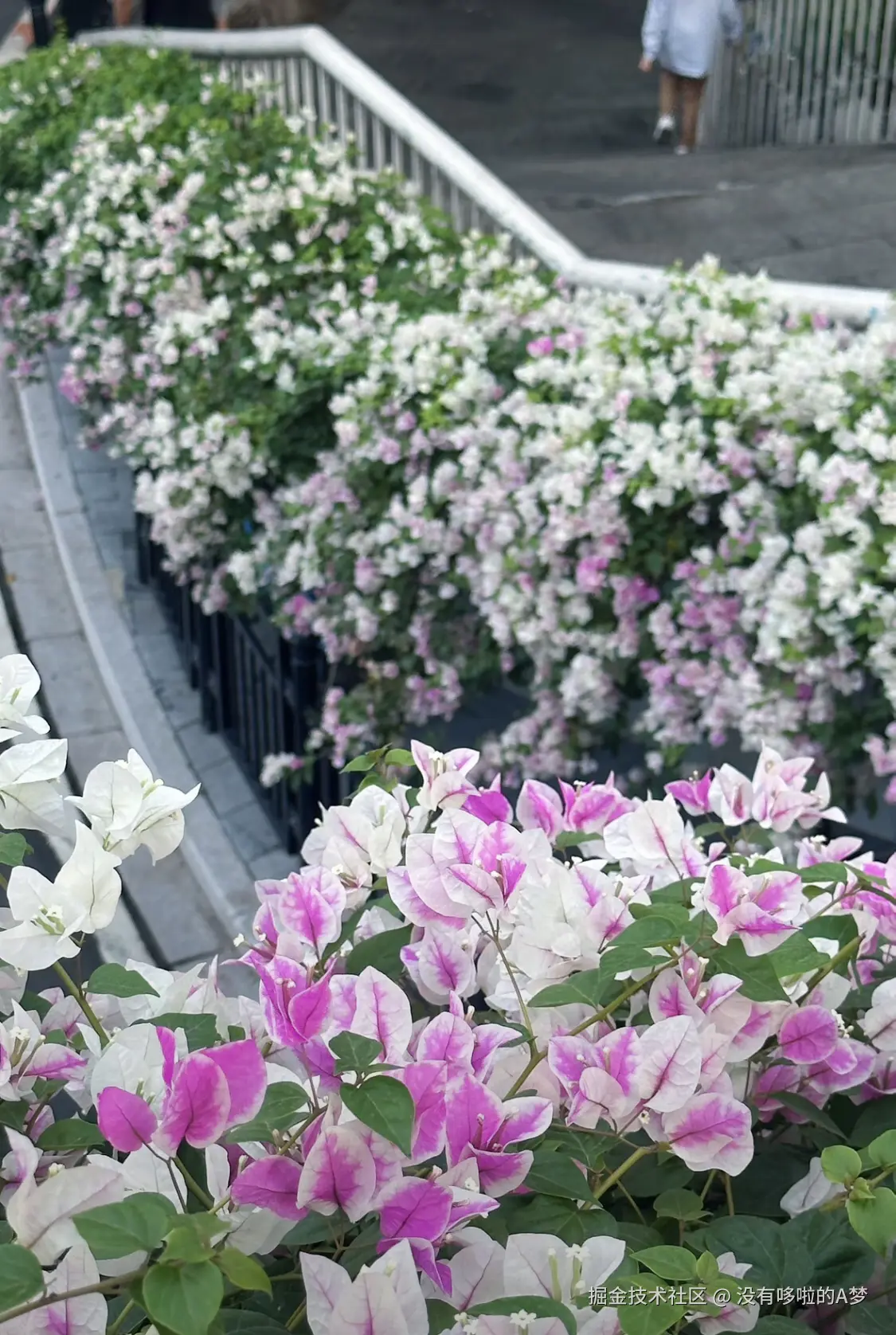 没有哆啦的A梦于2024-12-17 03:13发布的图片