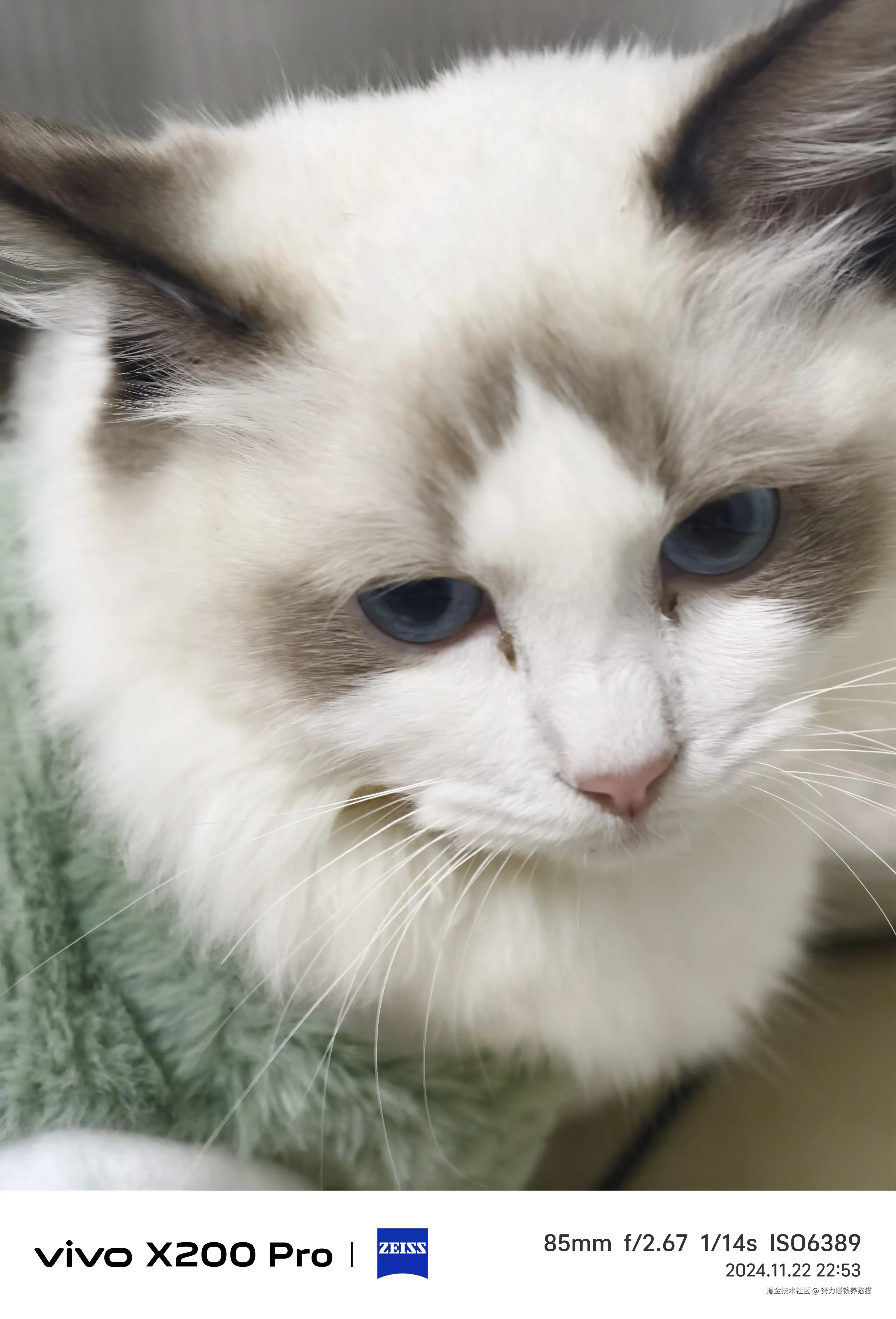 努力赚钱养猫猫于2024-12-05 09:47发布的图片