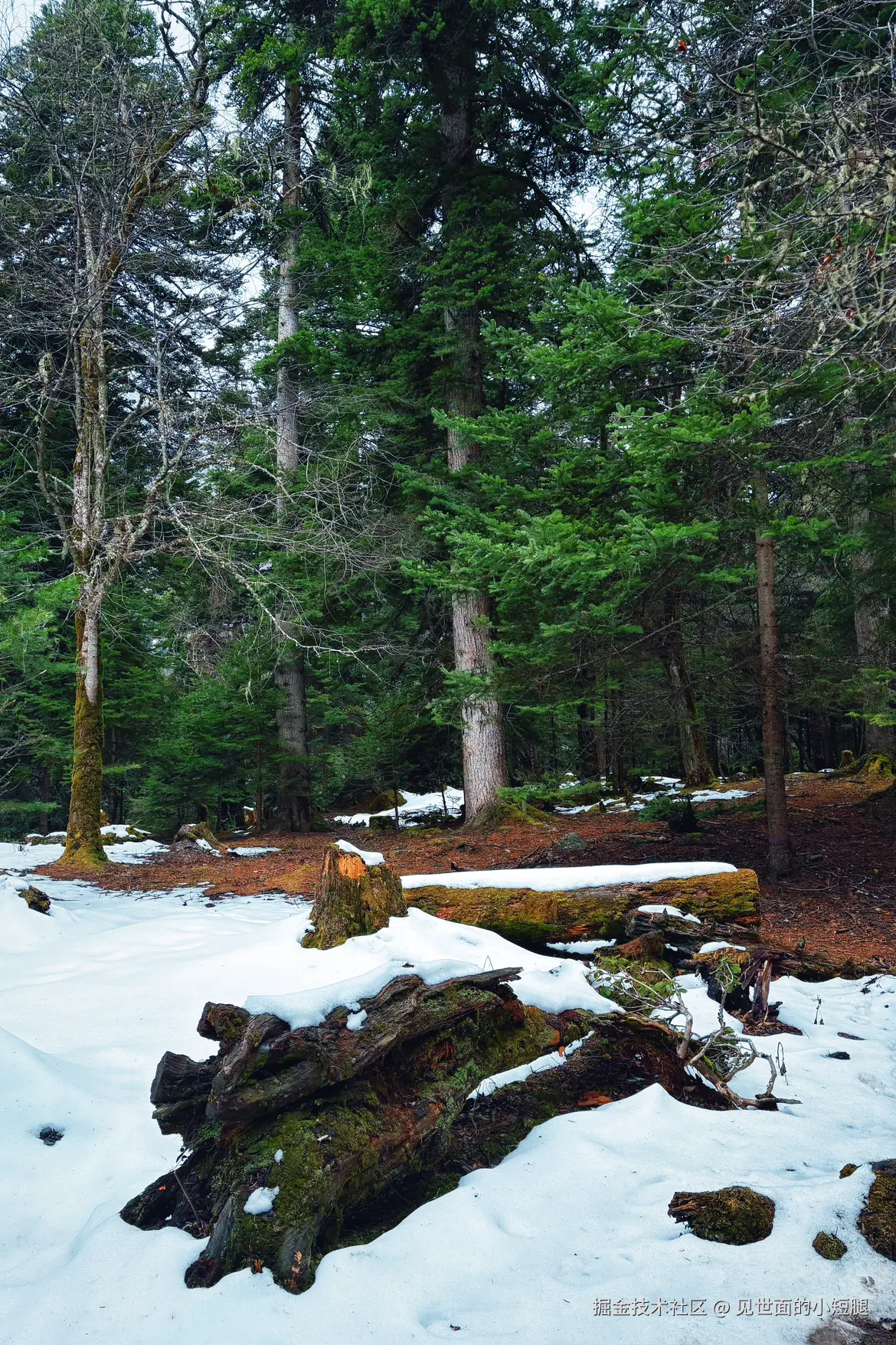 见世面的小短腿于2025-03-24 14:16发布的图片