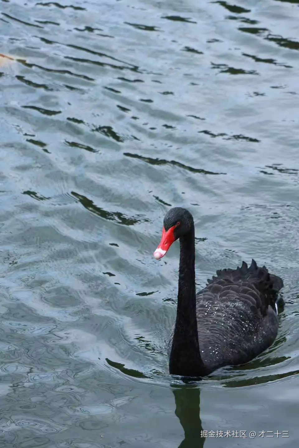 才二十三于2025-03-18 09:42发布的图片